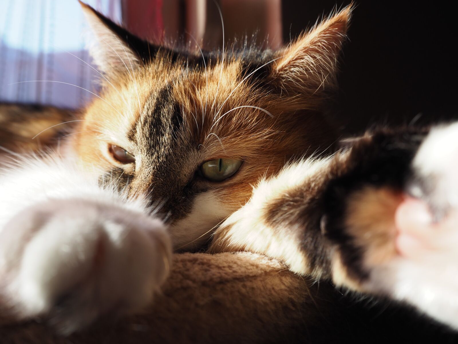 Olympus OM-D E-M10 sample photo. Cat, lucky cat, fur photography