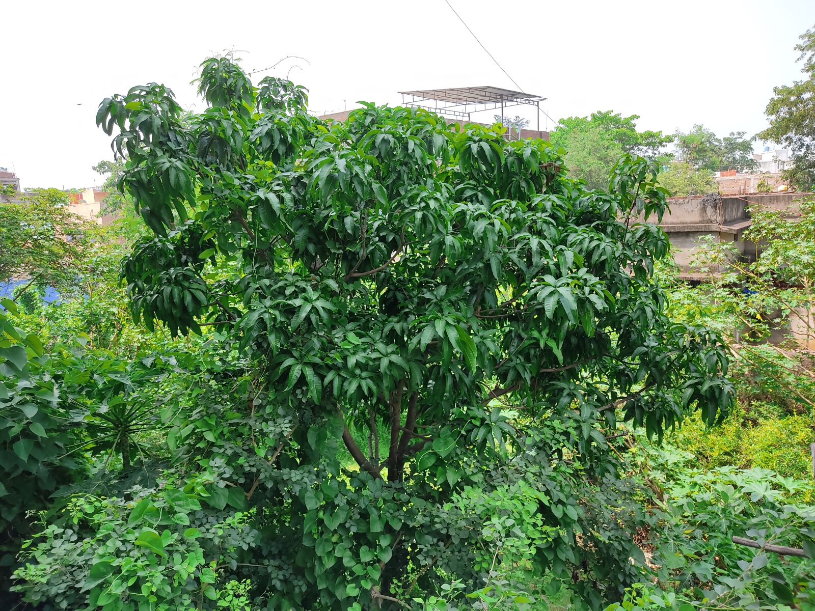 Xiaomi Redmi Note 9 Pro sample photo. Mango tree, backyard, tree photography
