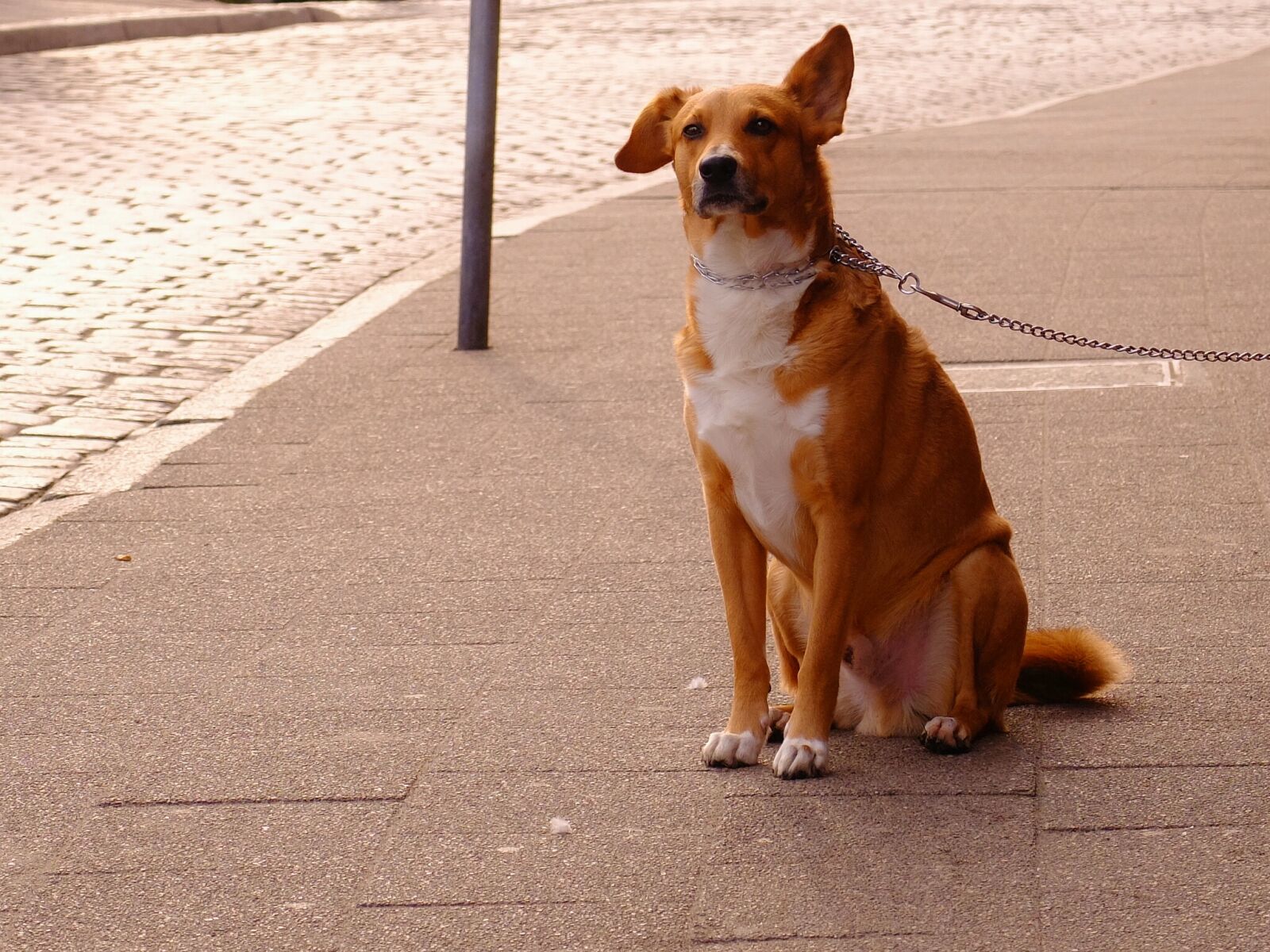 Fujifilm X30 sample photo. Orange, and, white, short photography