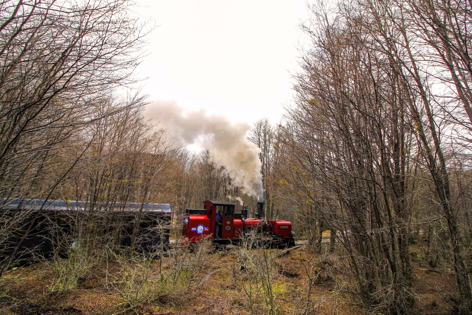 Canon EOS 60D sample photo. Train, forest, trees photography