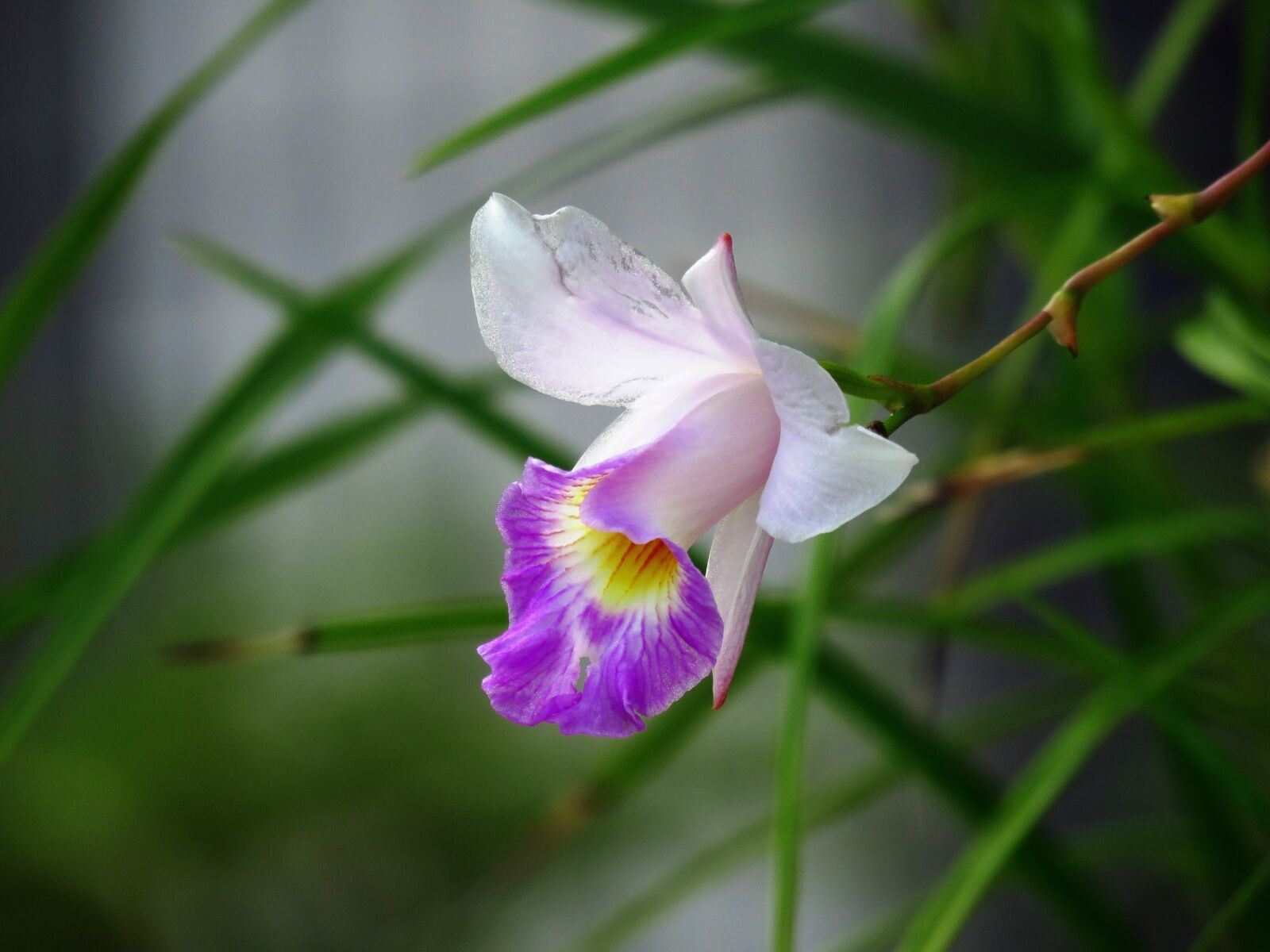 Canon PowerShot SX60 HS sample photo. Flower, cute, close up photography