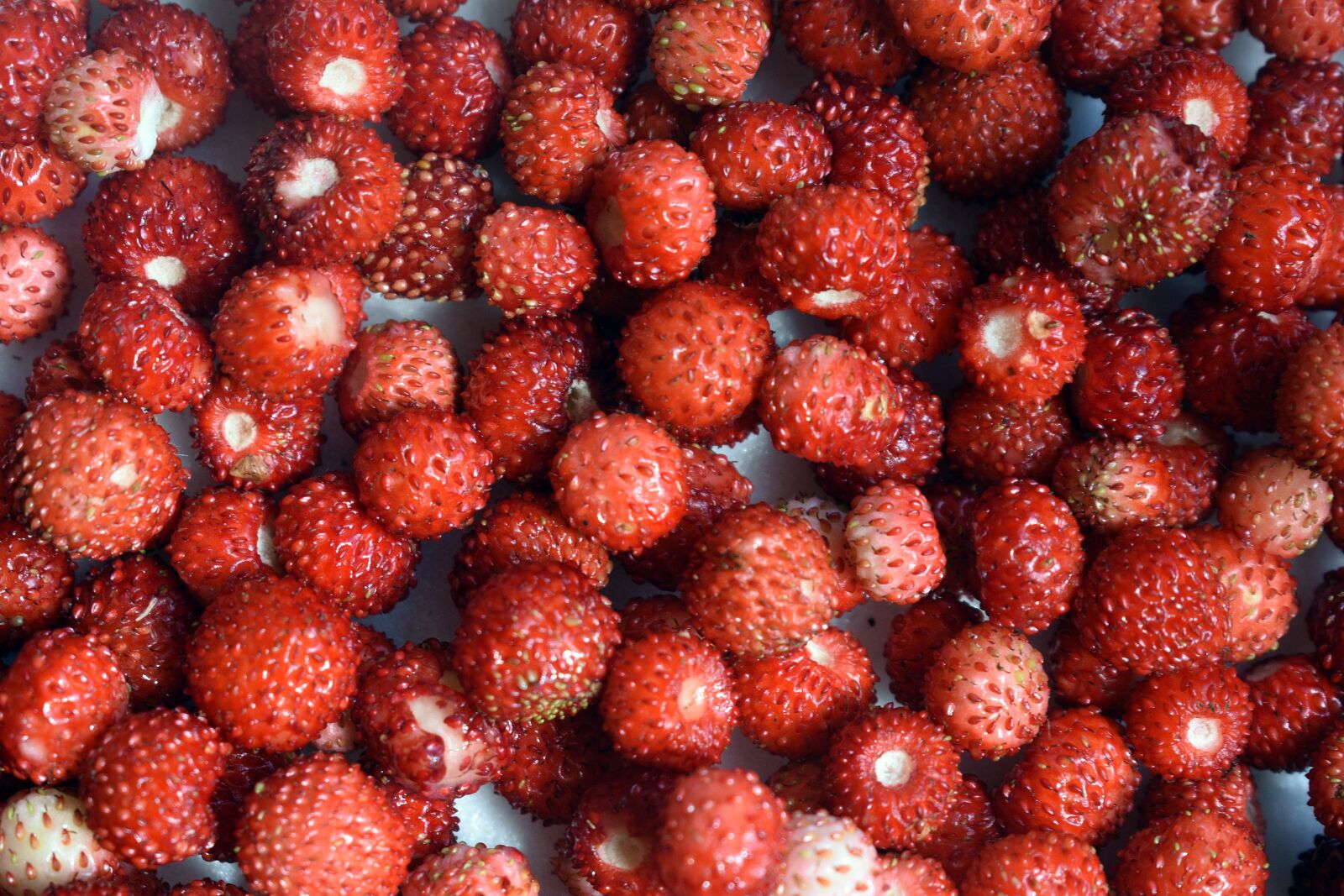 Nikon D3400 sample photo. Strawberries, fragaria vesca, nature photography