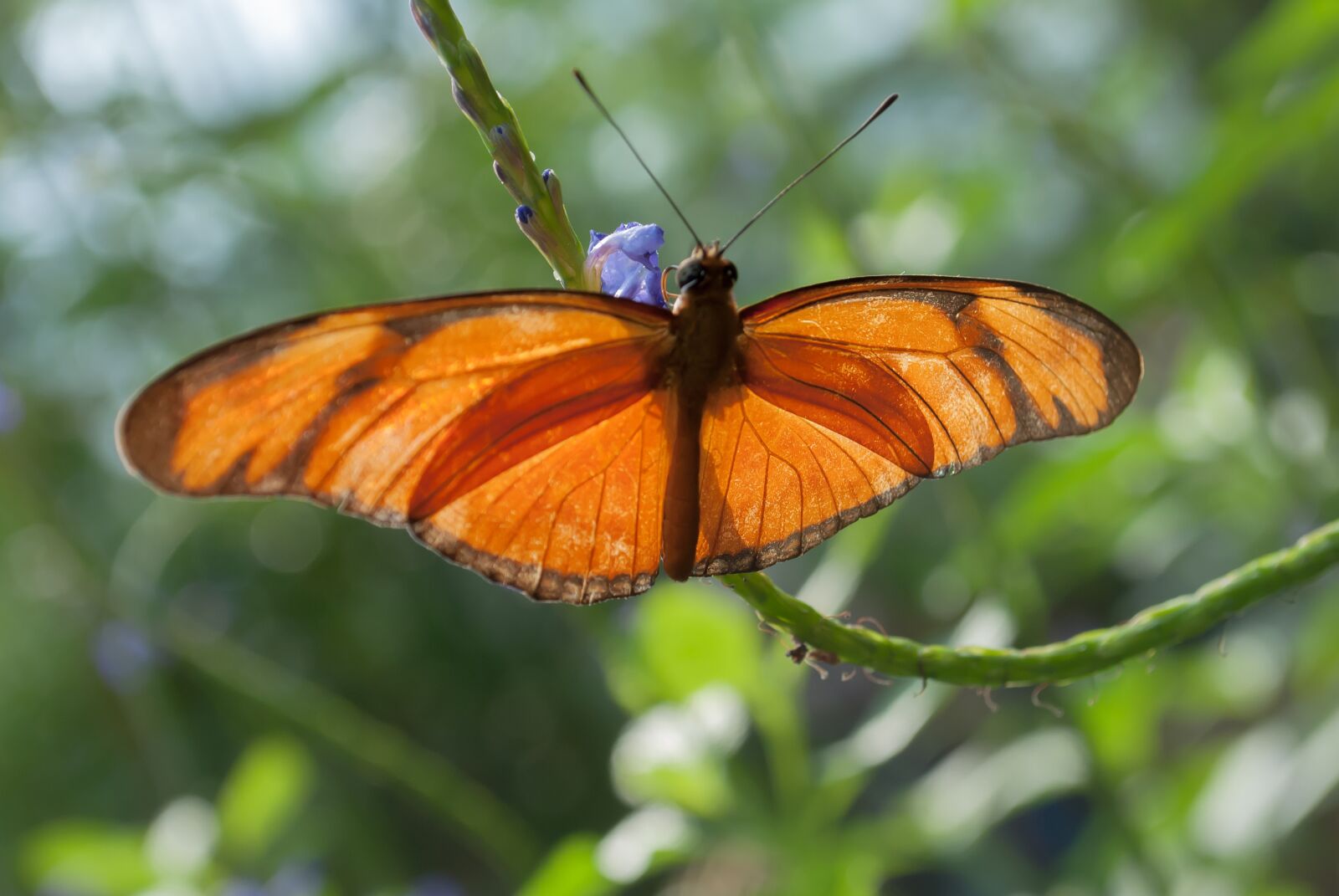 Nikon D3000 sample photo. Butterfly, nature, bug photography