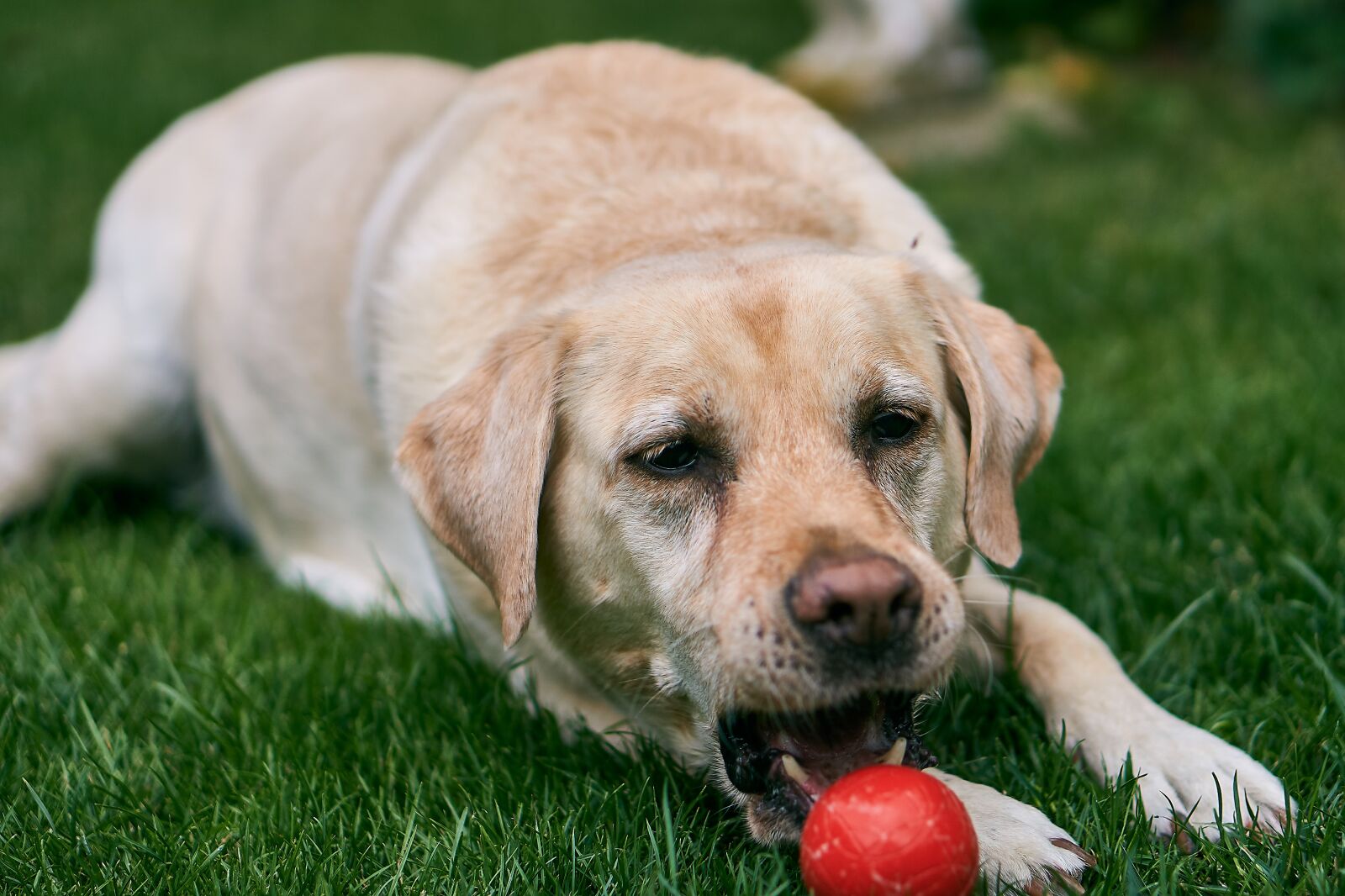 Sony E 50mm F1.8 OSS sample photo. Labrador, dog, animal photography