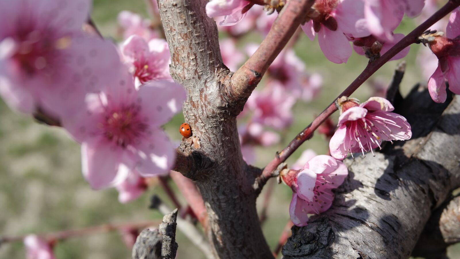 Samsung NX300 sample photo. Beetle, peach, spring photography
