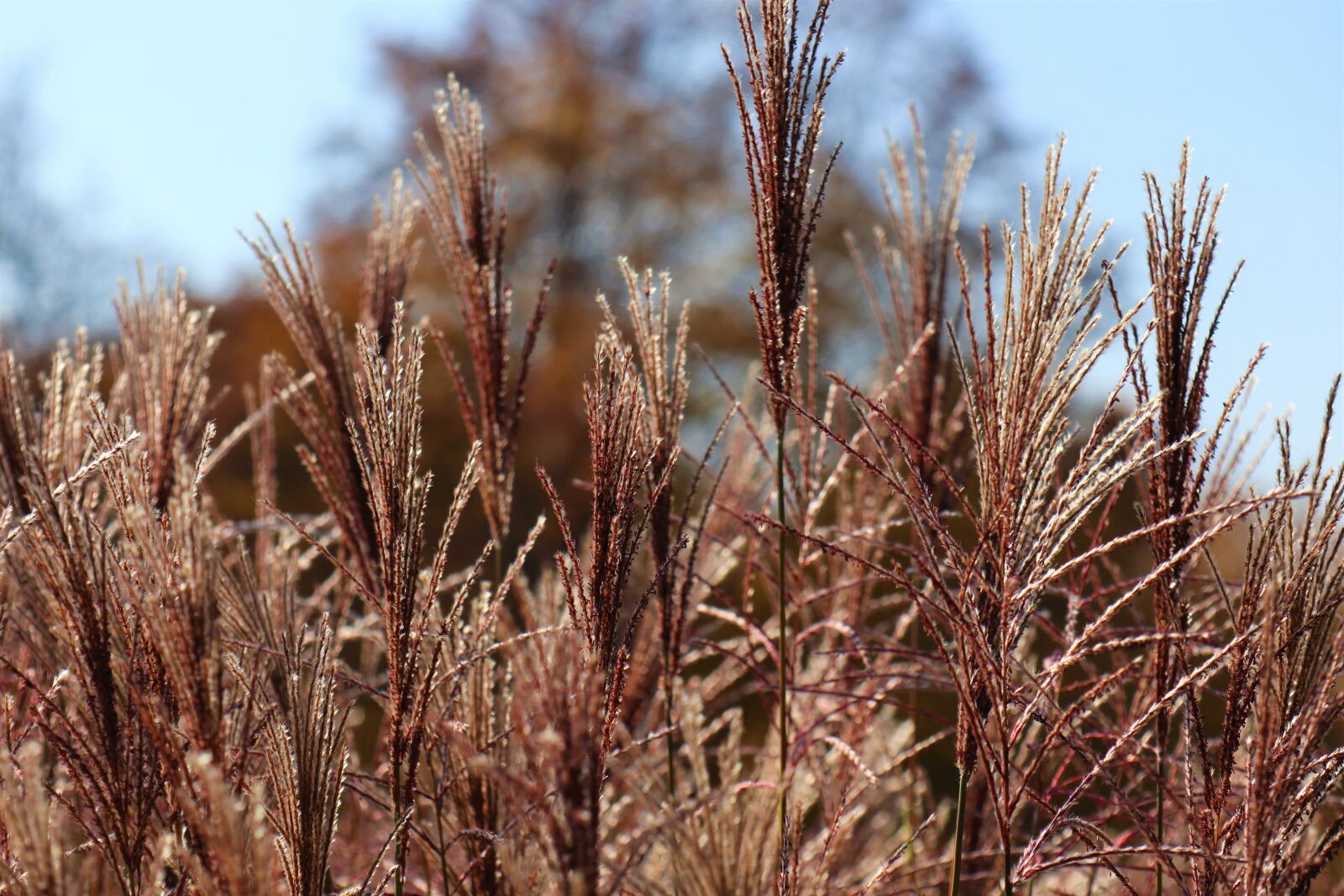 Canon EOS M6 sample photo. Autumn, grass, mood photography