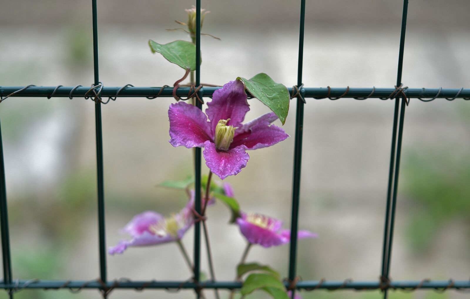 Nikon D7000 sample photo. Flower, natur, spring photography