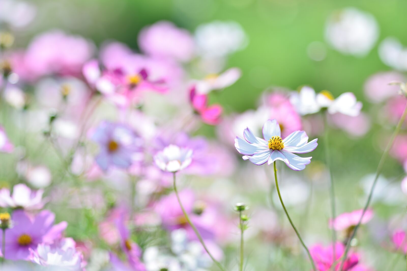 Nikon Df sample photo. Landscape, plant, flowers photography