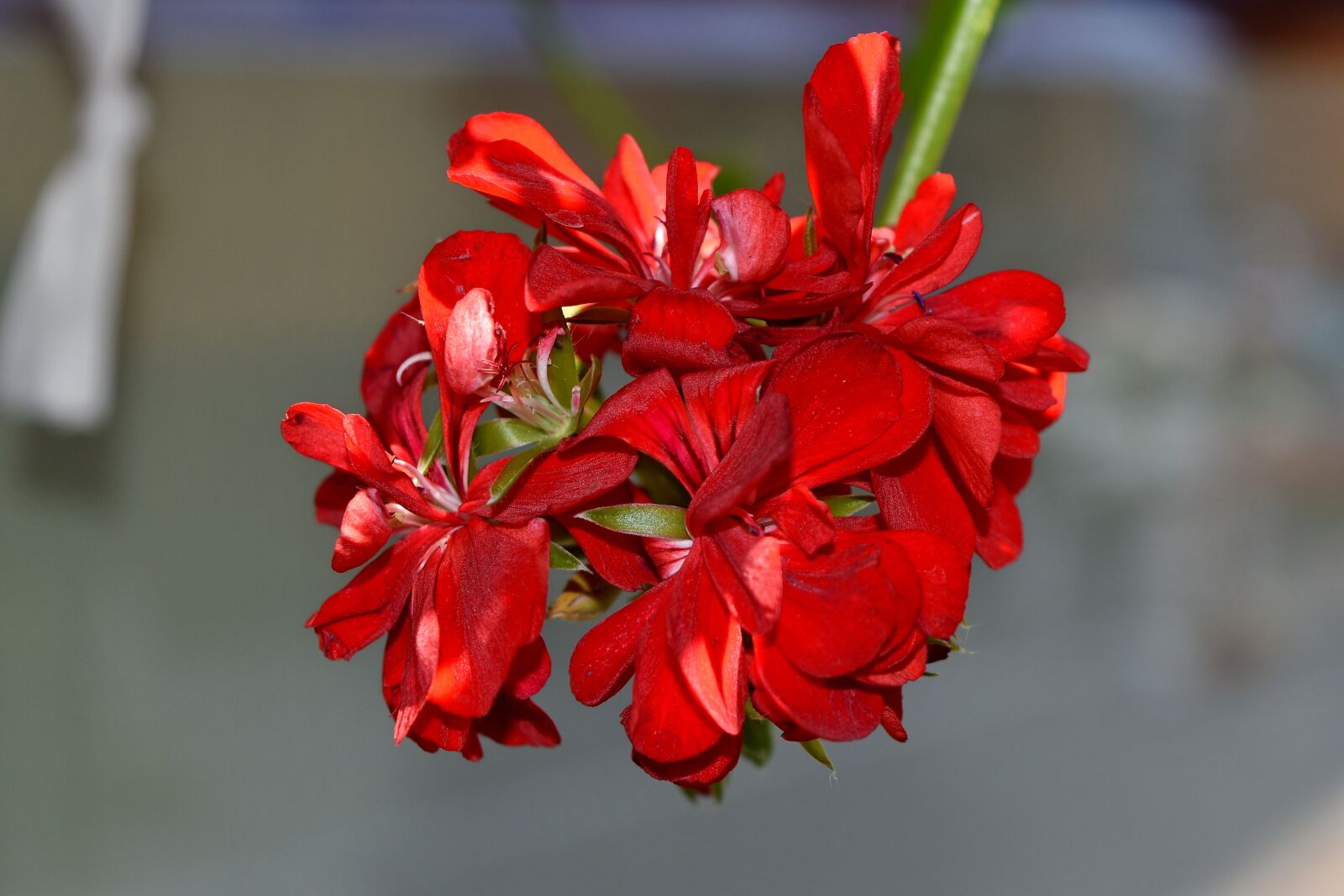 Nikon D5500 sample photo. Beautiful flowers, geranium, nature photography