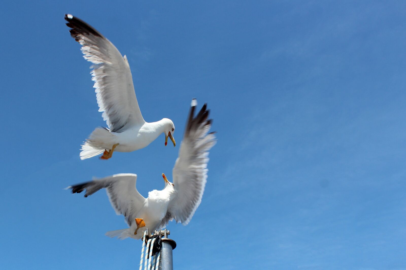 Canon EOS 600D (Rebel EOS T3i / EOS Kiss X5) sample photo. Seagull, seagulls, fly photography