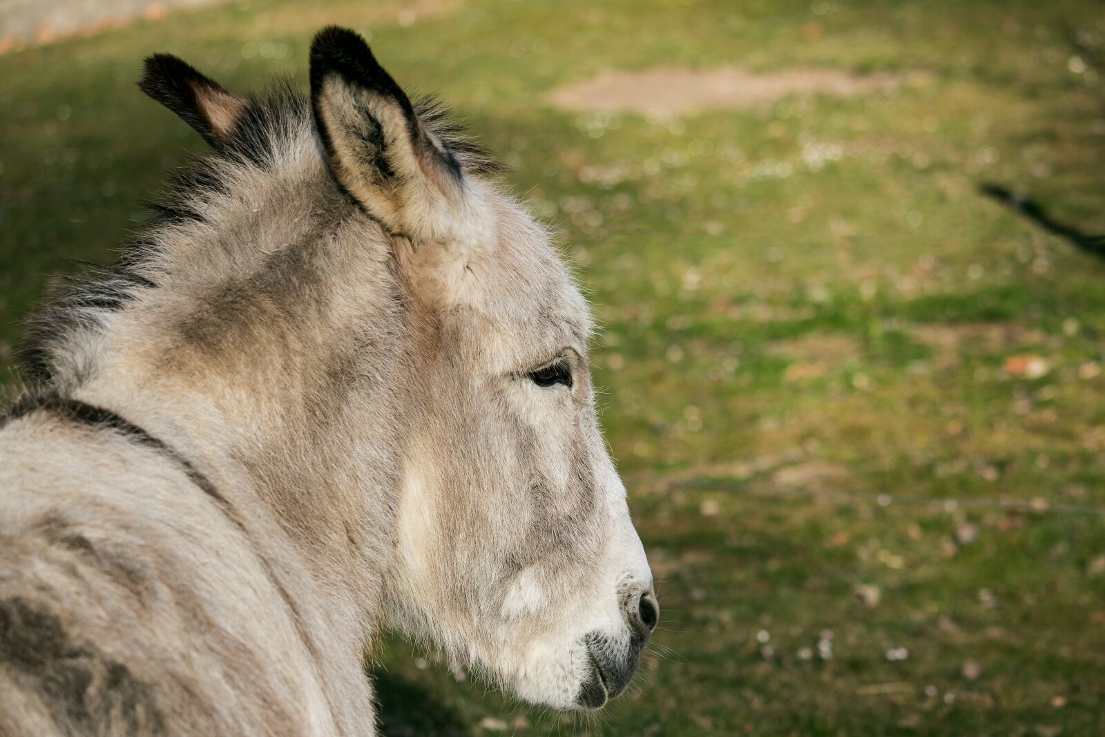Canon EF-S 55-250mm F4-5.6 IS STM sample photo. Donkey, mammal, animal photography