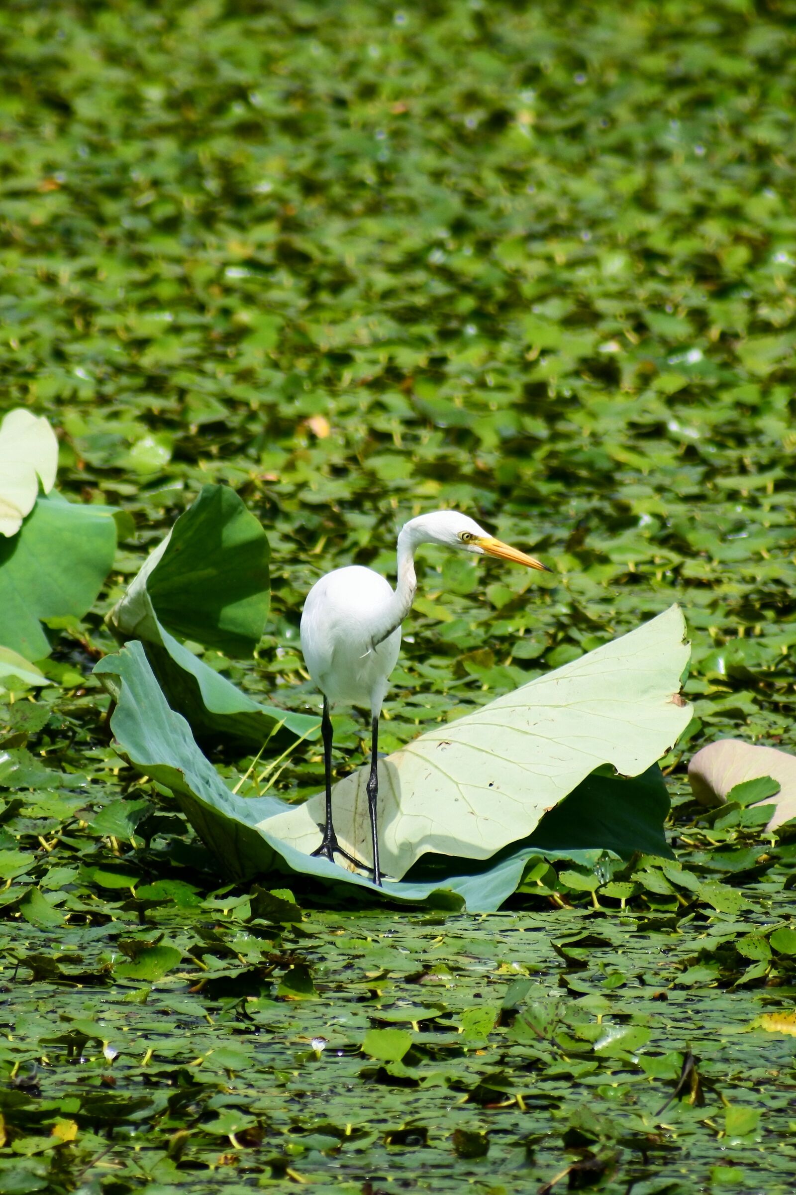 VR 70-300mm f/4.5-6.3G sample photo. Animal, lake, heron photography