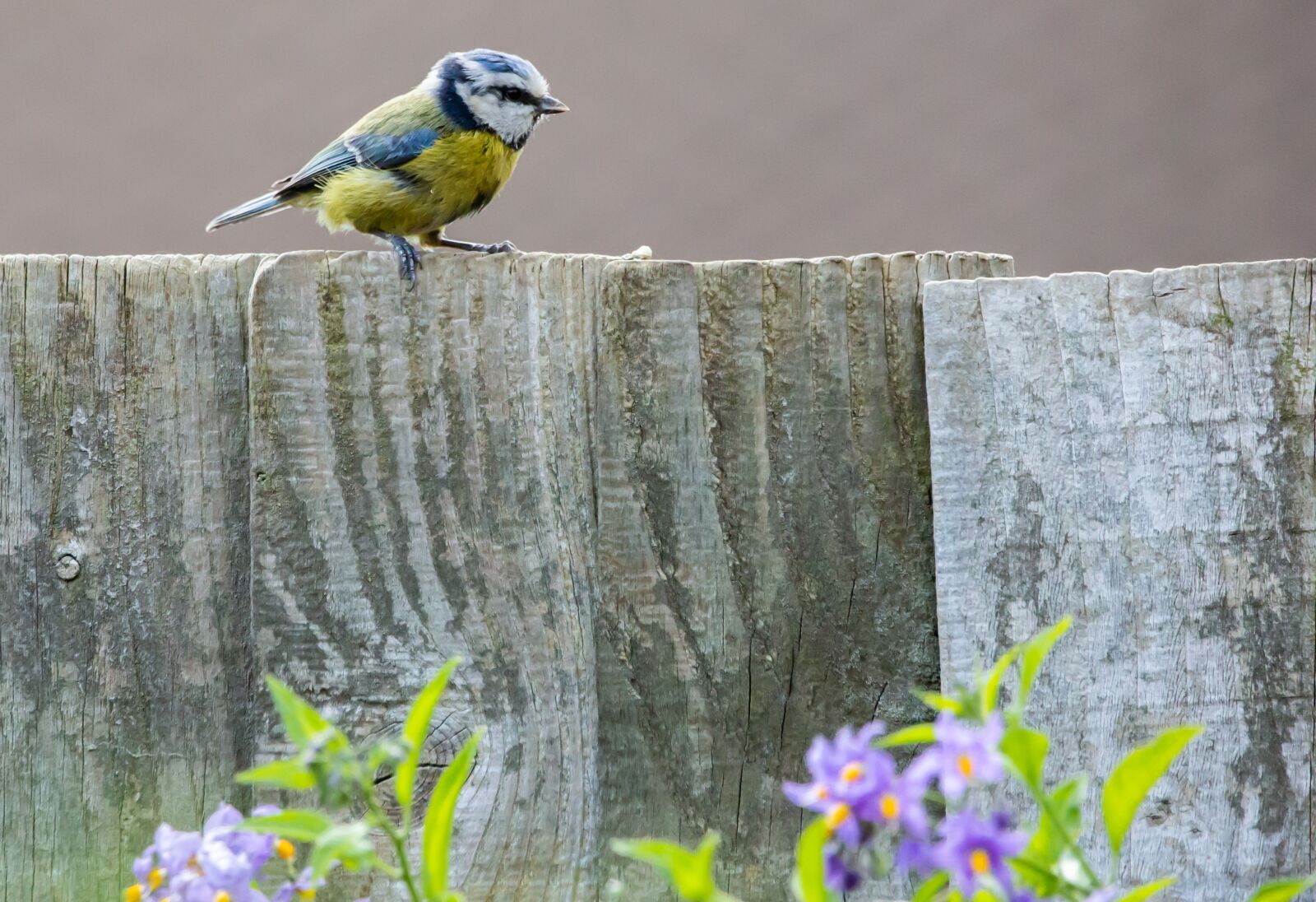 150-600mm F5-6.3 DG OS HSM | Contemporary 015 sample photo. Bluetit on a fence photography