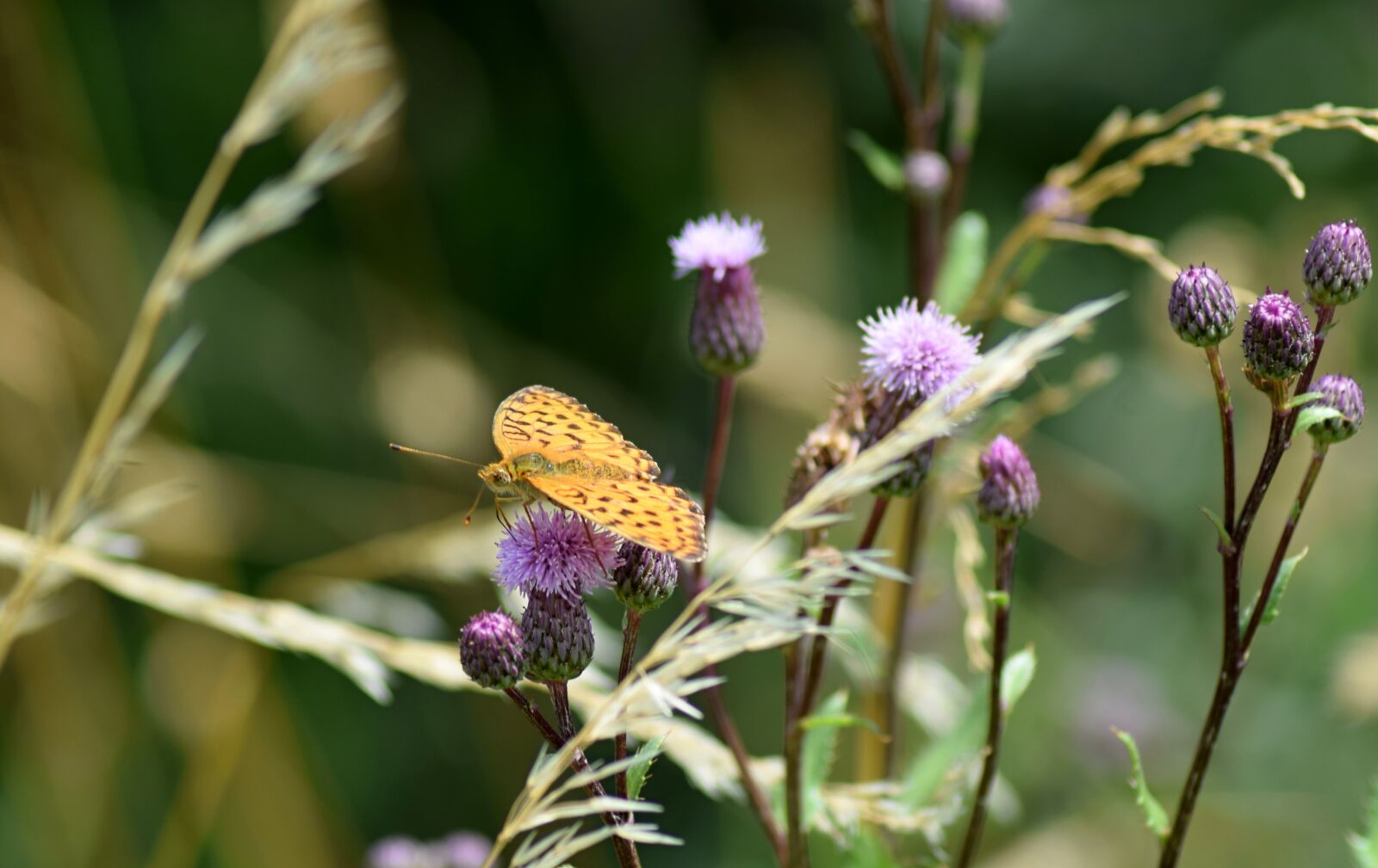 Nikon D5300 sample photo. Butterfly, meadow, insects photography