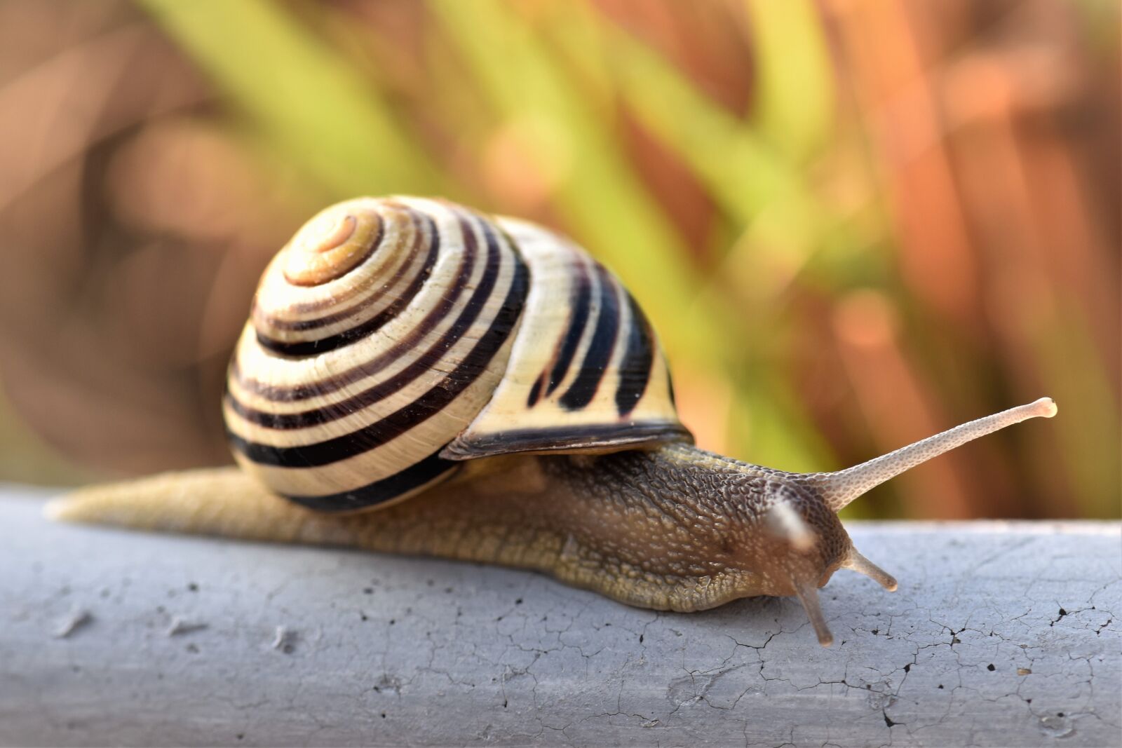Nikon D5500 sample photo. Snail, shell, nature photography