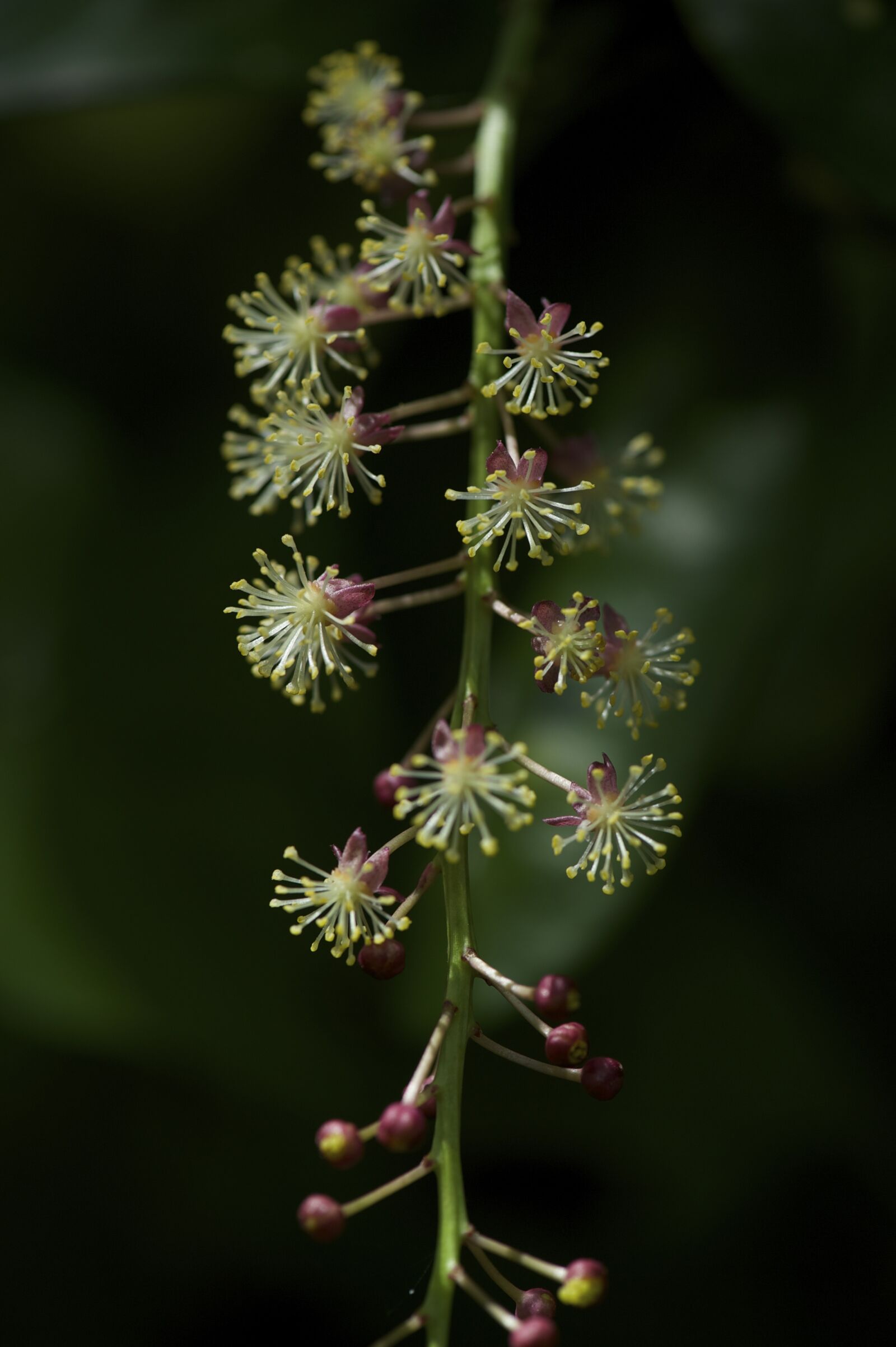 Nikon D700 sample photo. Wildflowers, nature, plant photography
