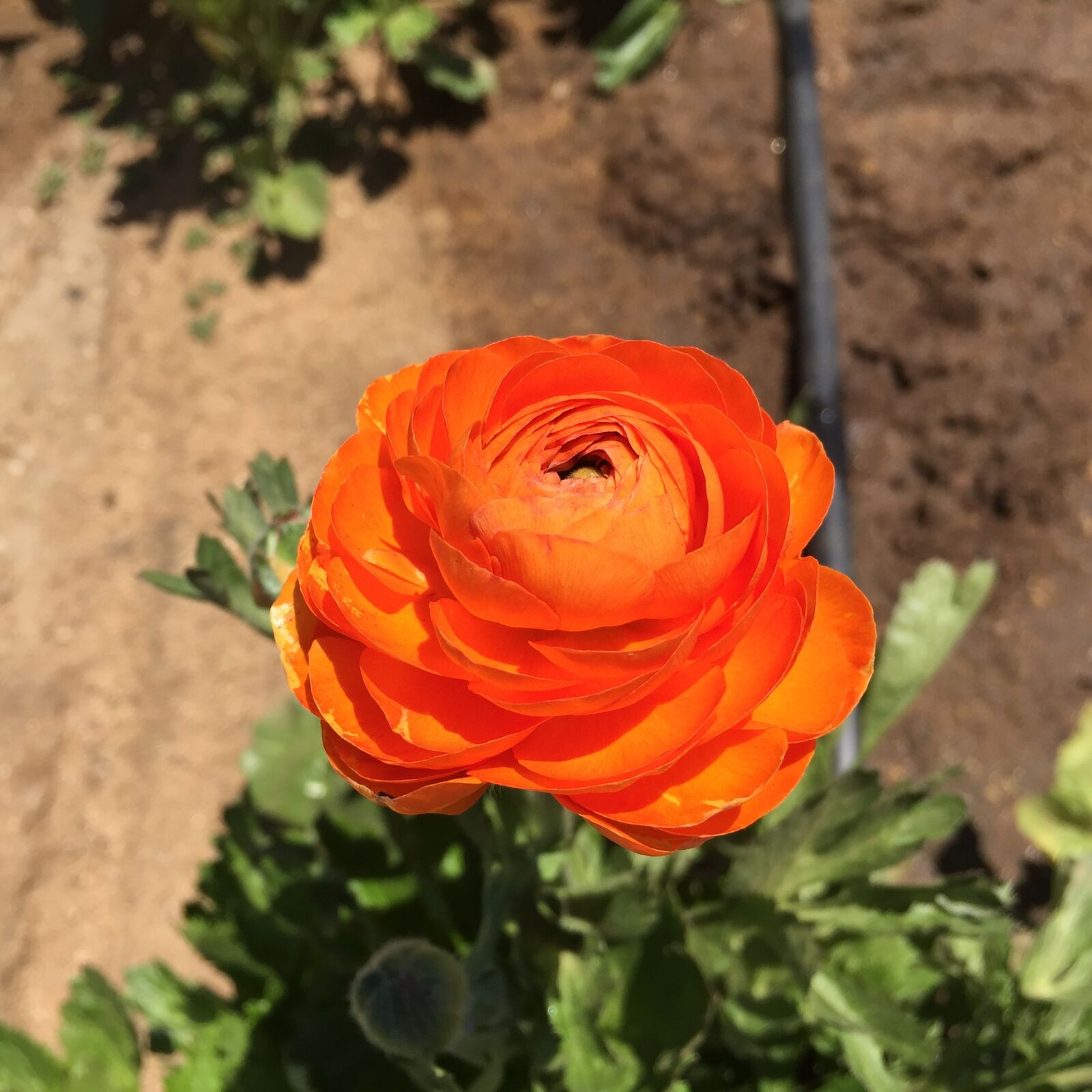 iPhone 6 Plus back camera 4.15mm f/2.2 sample photo. Ranunculus, orange, flower photography