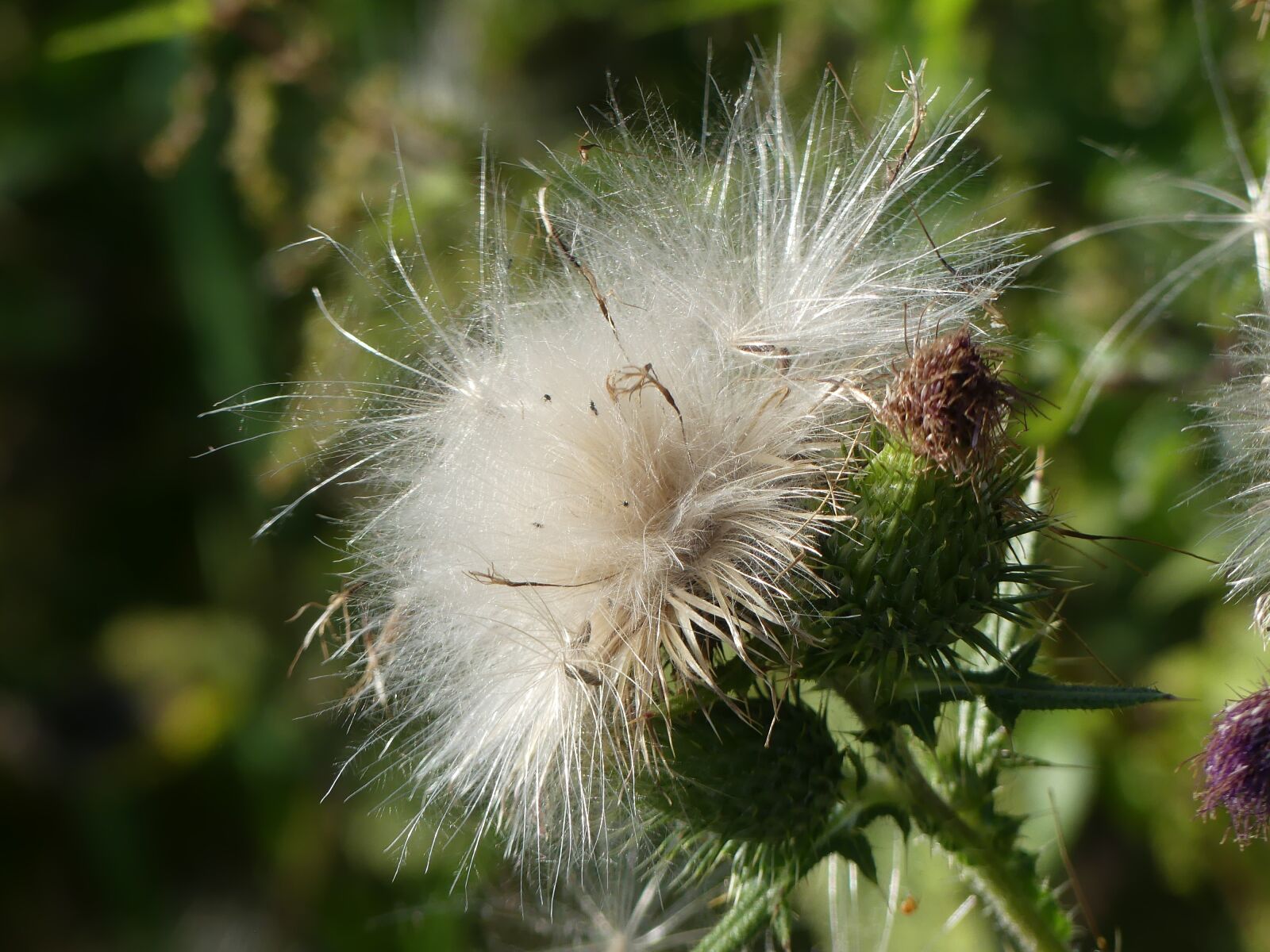 Panasonic Lumix DMC-FZ300 sample photo. Thistle, blossomed out, fluffy photography