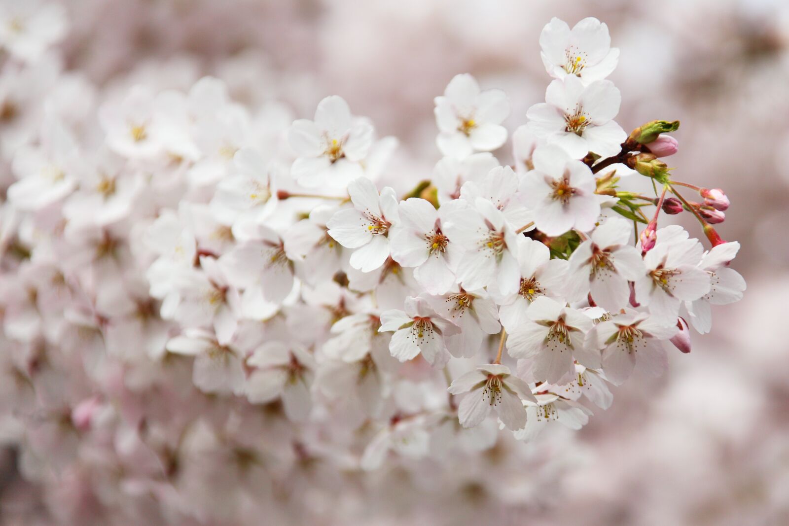 Canon EOS 5D Mark II sample photo. Shallow, focus, photo, of photography