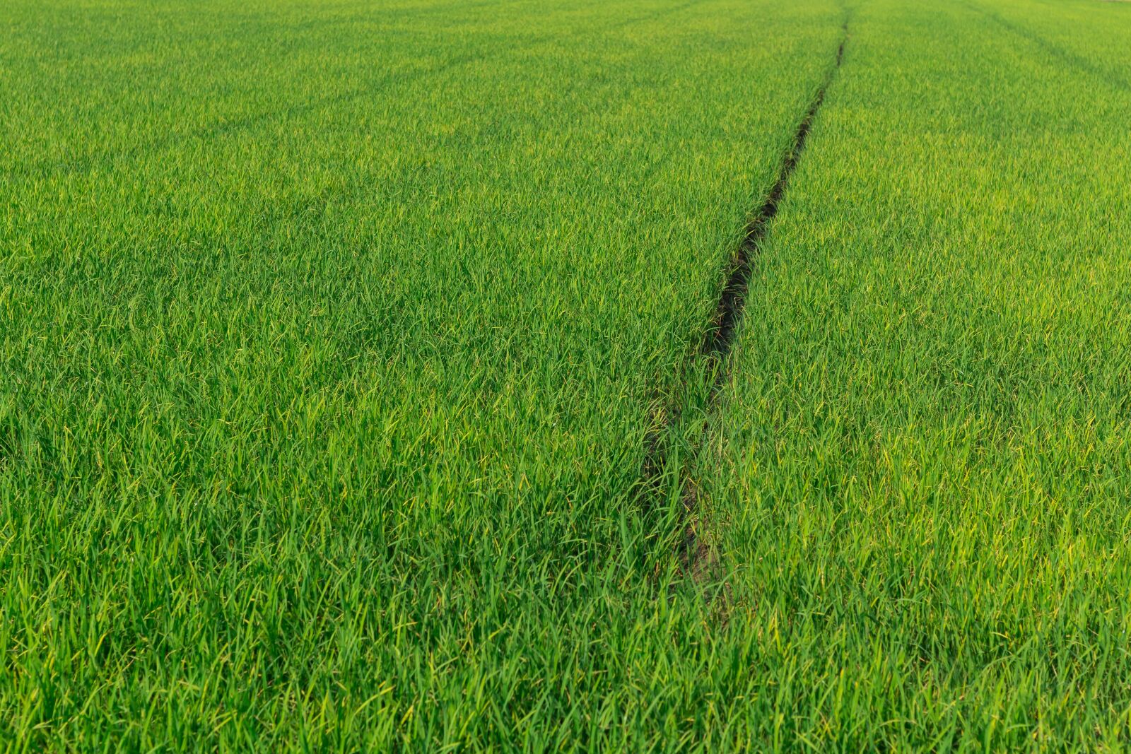 Canon EOS 70D + Canon EF 50mm F1.8 II sample photo. Cornfield, rice, green photography