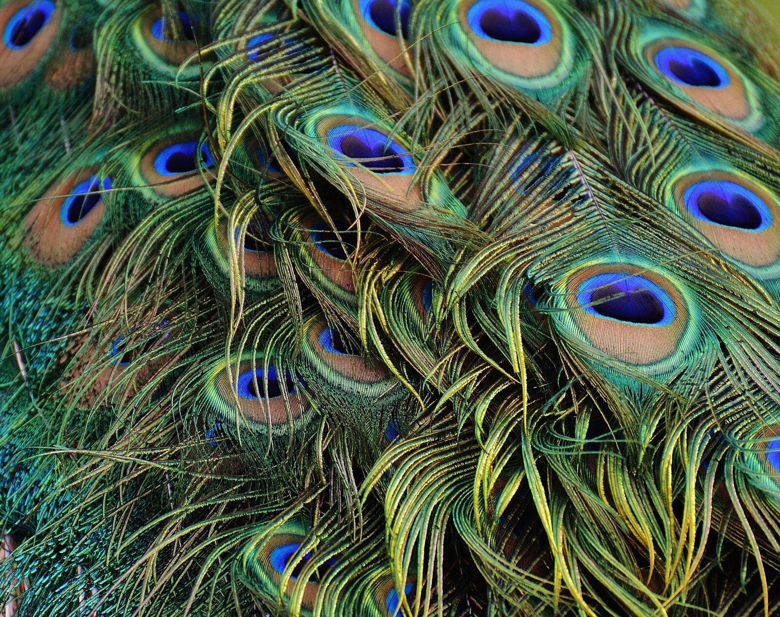 Nikon D3200 sample photo. Peacock feathers, peacock, bird photography