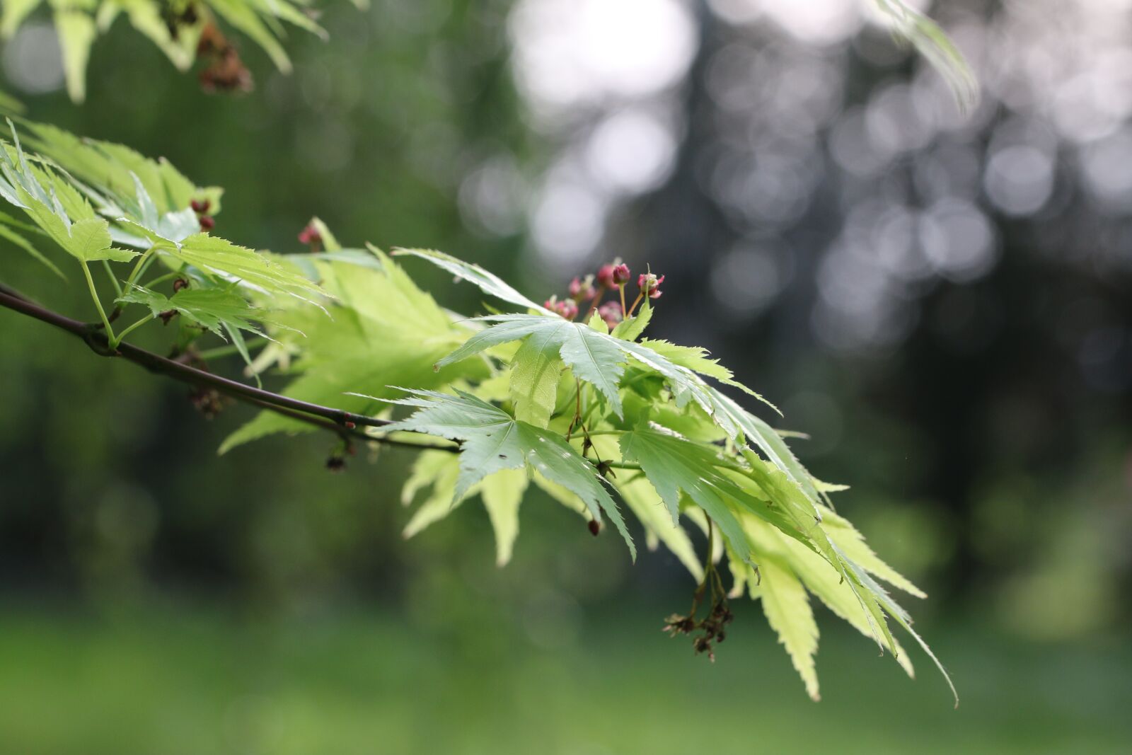 Canon EOS 70D sample photo. Acer, foliage, shrub photography