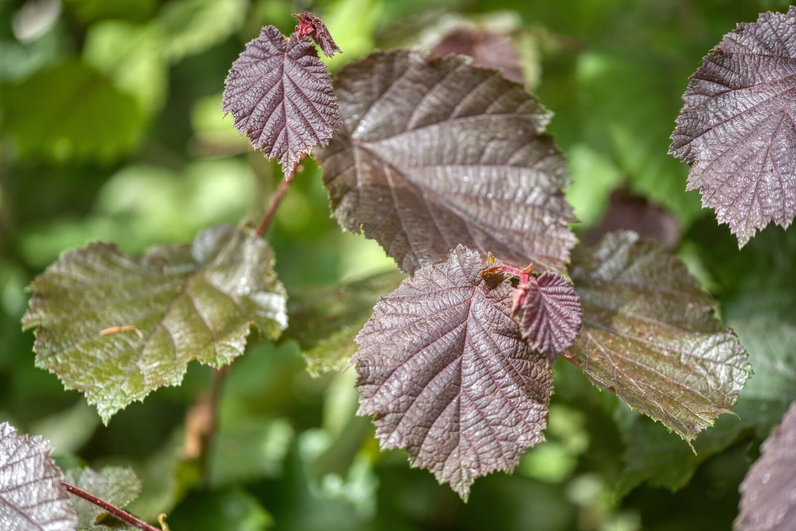 Nikon D750 sample photo. Leaves, tree, shoots photography