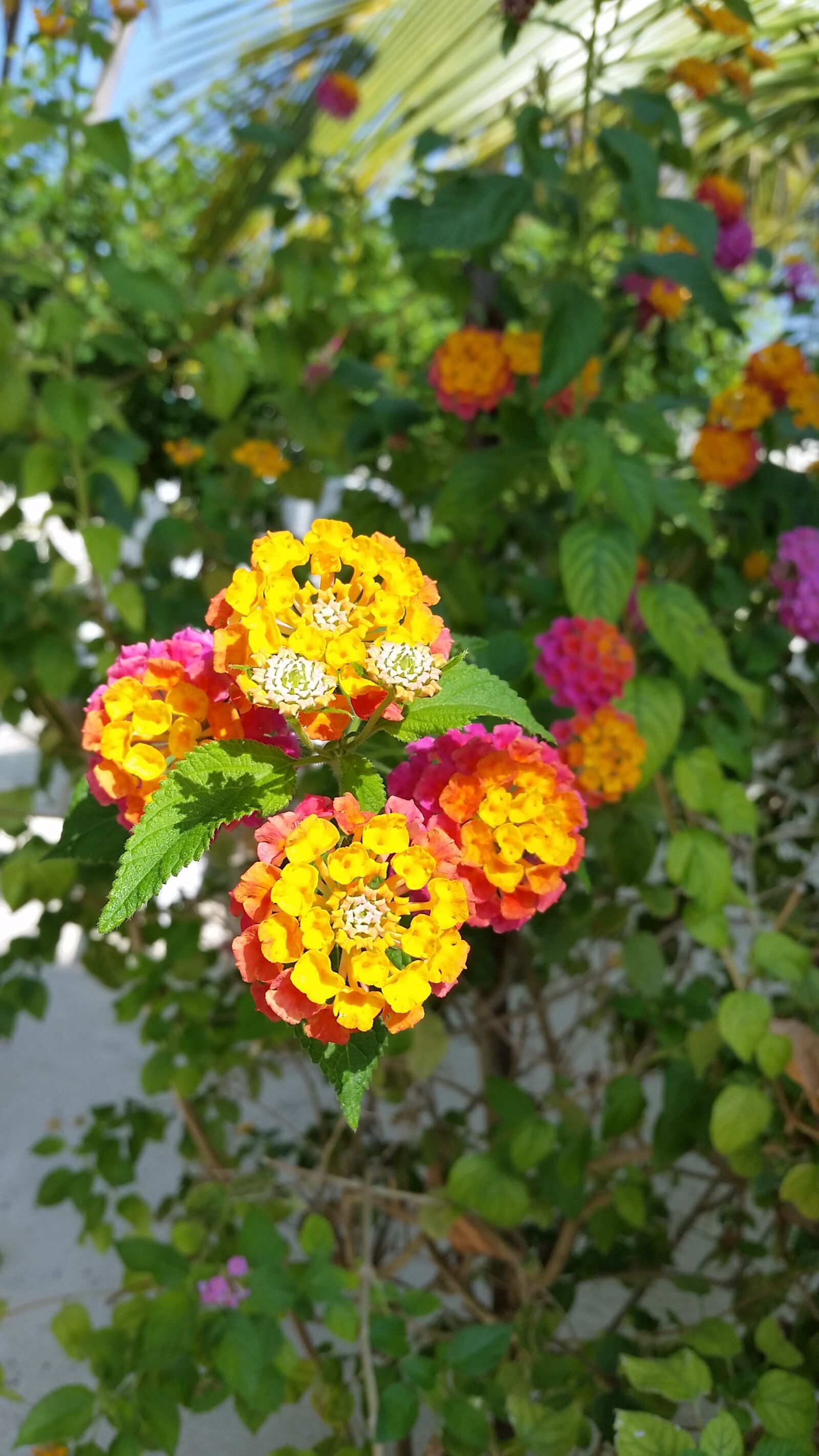 Samsung Galaxy S5 sample photo. Flower, nature photography