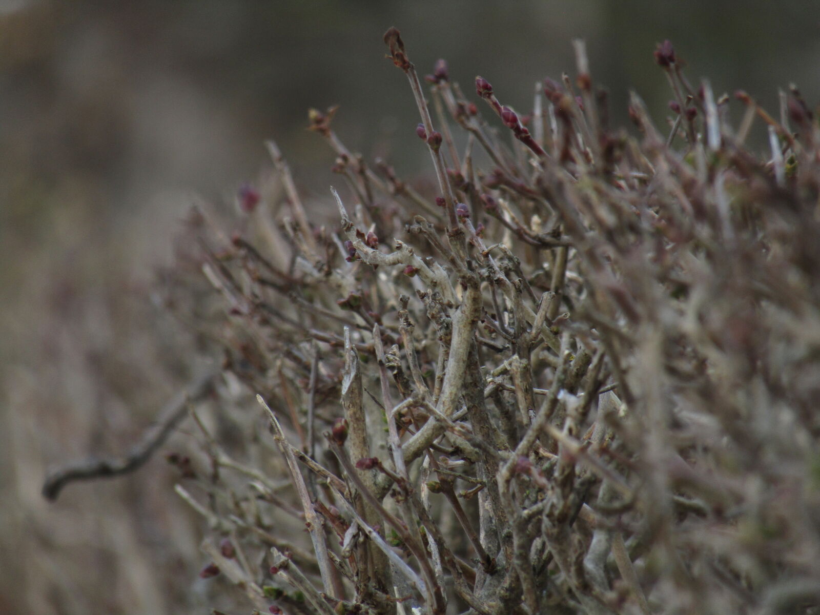 Canon PowerShot SX420 IS sample photo