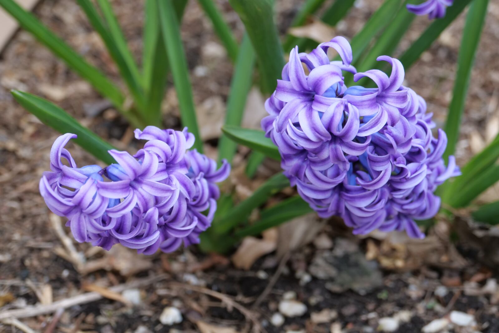 Panasonic Lumix DC-G9 sample photo. Hyacinth, nature, flora photography