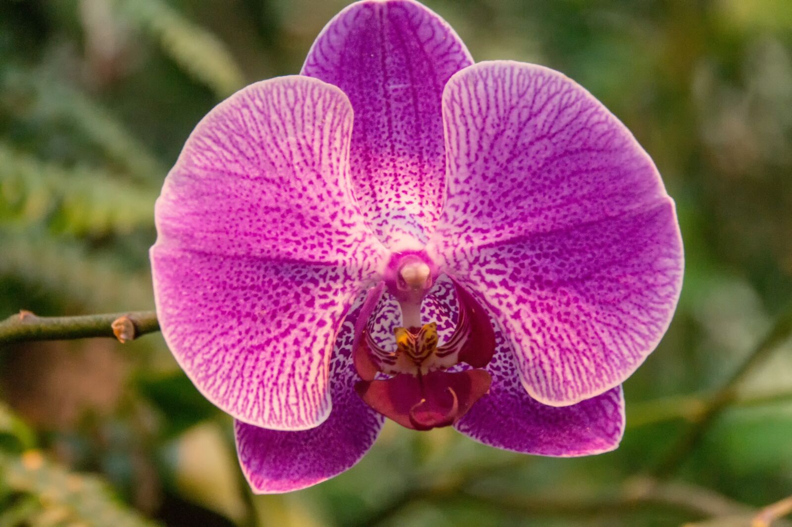 Sony SLT-A58 sample photo. Orchid, close up, blossom photography