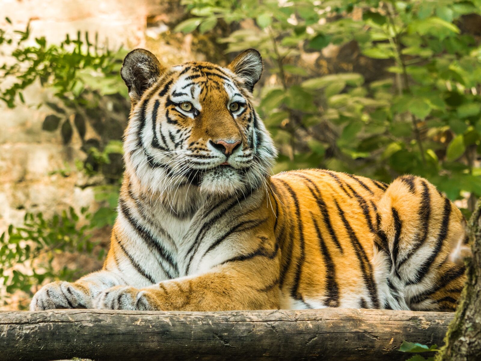 LUMIX G VARIO 100-300/F4.0-5.6II sample photo. Tiger, big cat, dangerous photography