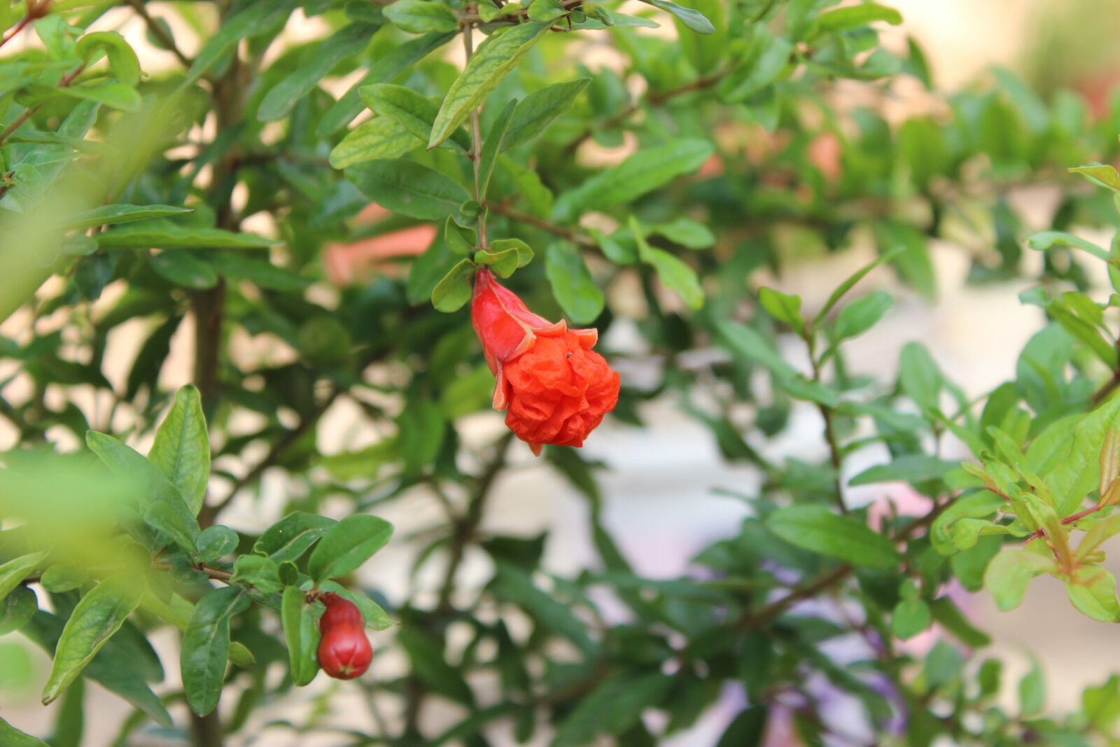 Canon EOS 600D (Rebel EOS T3i / EOS Kiss X5) sample photo. Pomegranate, pomegranate flower, fruits photography