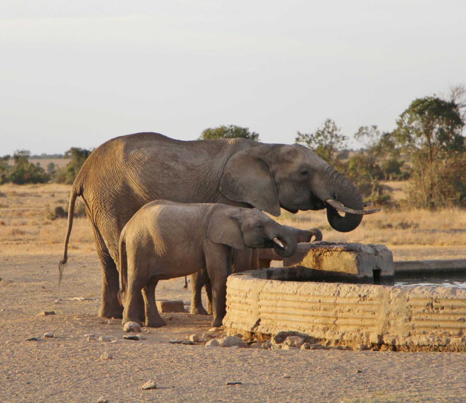 Canon EOS 700D (EOS Rebel T5i / EOS Kiss X7i) sample photo. Elephant, mammal, wildlife photography