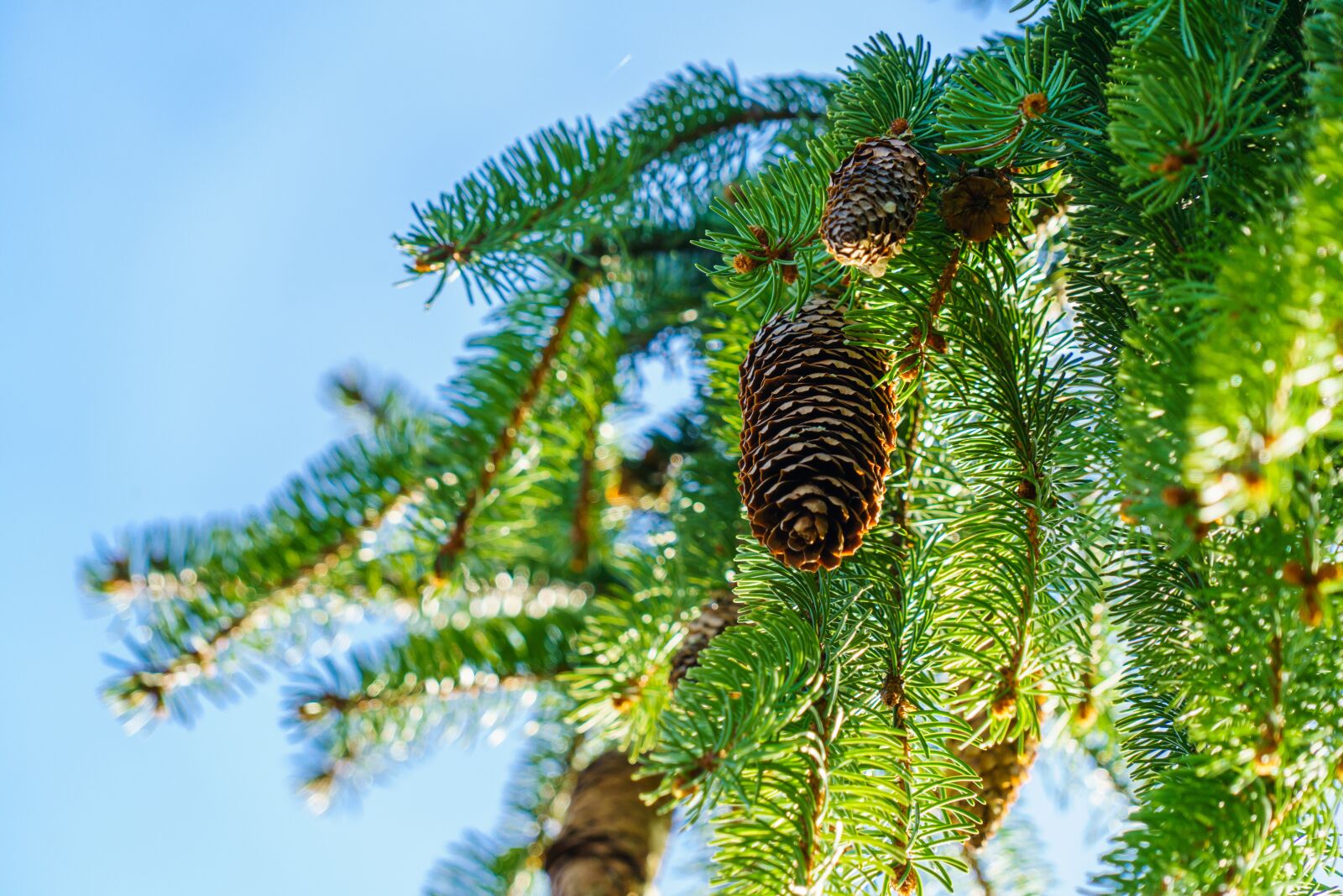Sony a7R II + Sony FE 24-240mm F3.5-6.3 OSS sample photo. Pine cones, spring, blue photography