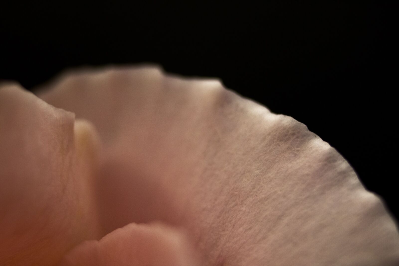 Canon EOS 750D (EOS Rebel T6i / EOS Kiss X8i) sample photo. Flower, petal, stem photography