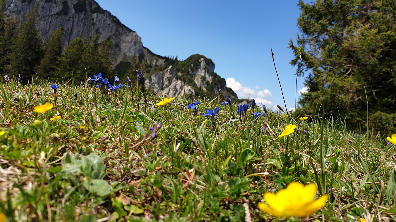 Samsung Galaxy S9+ sample photo. Mountain meadow, mountains, flowers photography