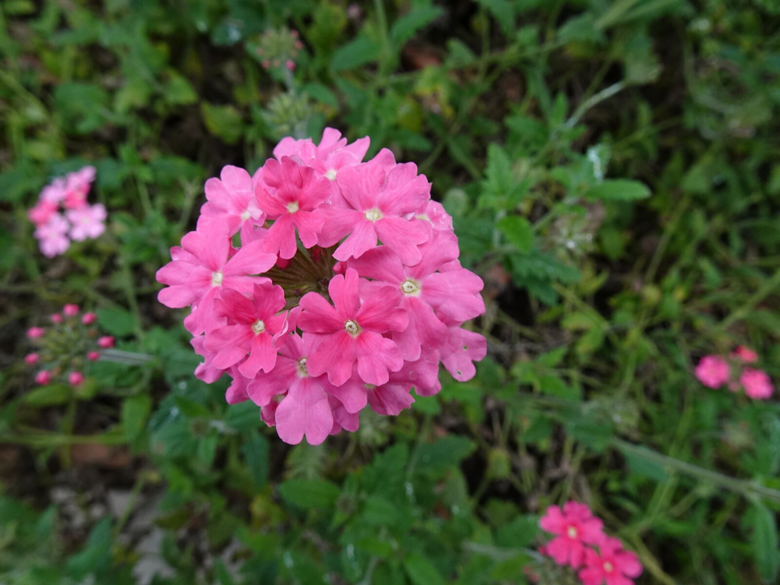 Sony DSC-HX99 sample photo. Plant, flower, flowering photography