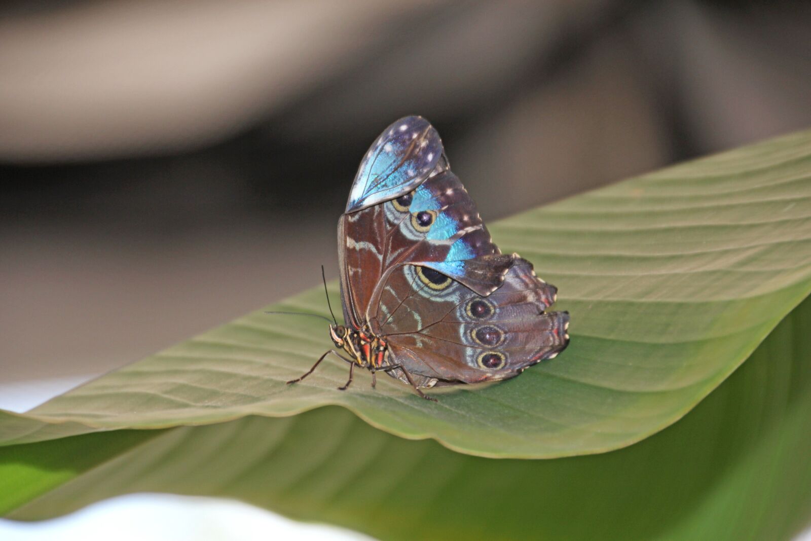 Canon EOS 60D sample photo. Butterfly, leaf, insect photography