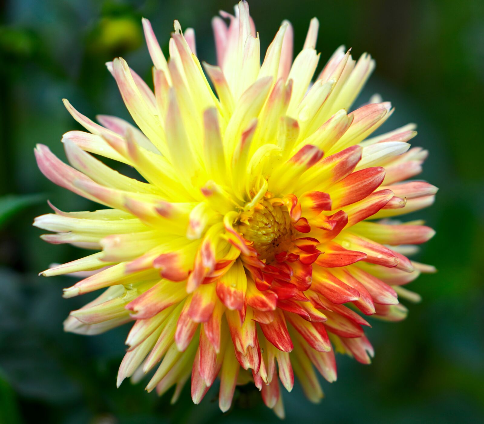 E 50mm F1.8 OSS sample photo. Dahlia, blossom, bloom photography