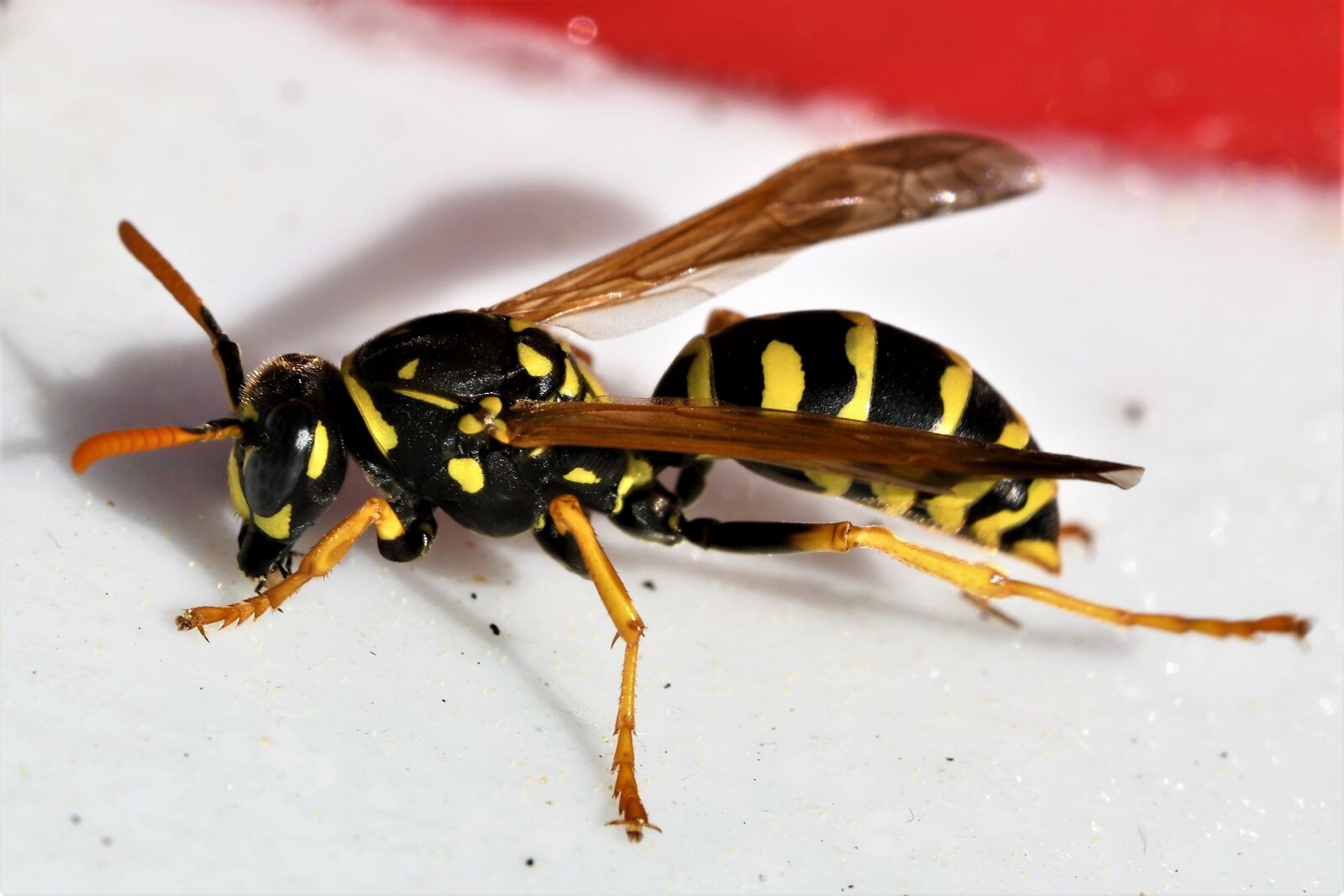 Nikon D500 sample photo. Nature, wasp, insect photography