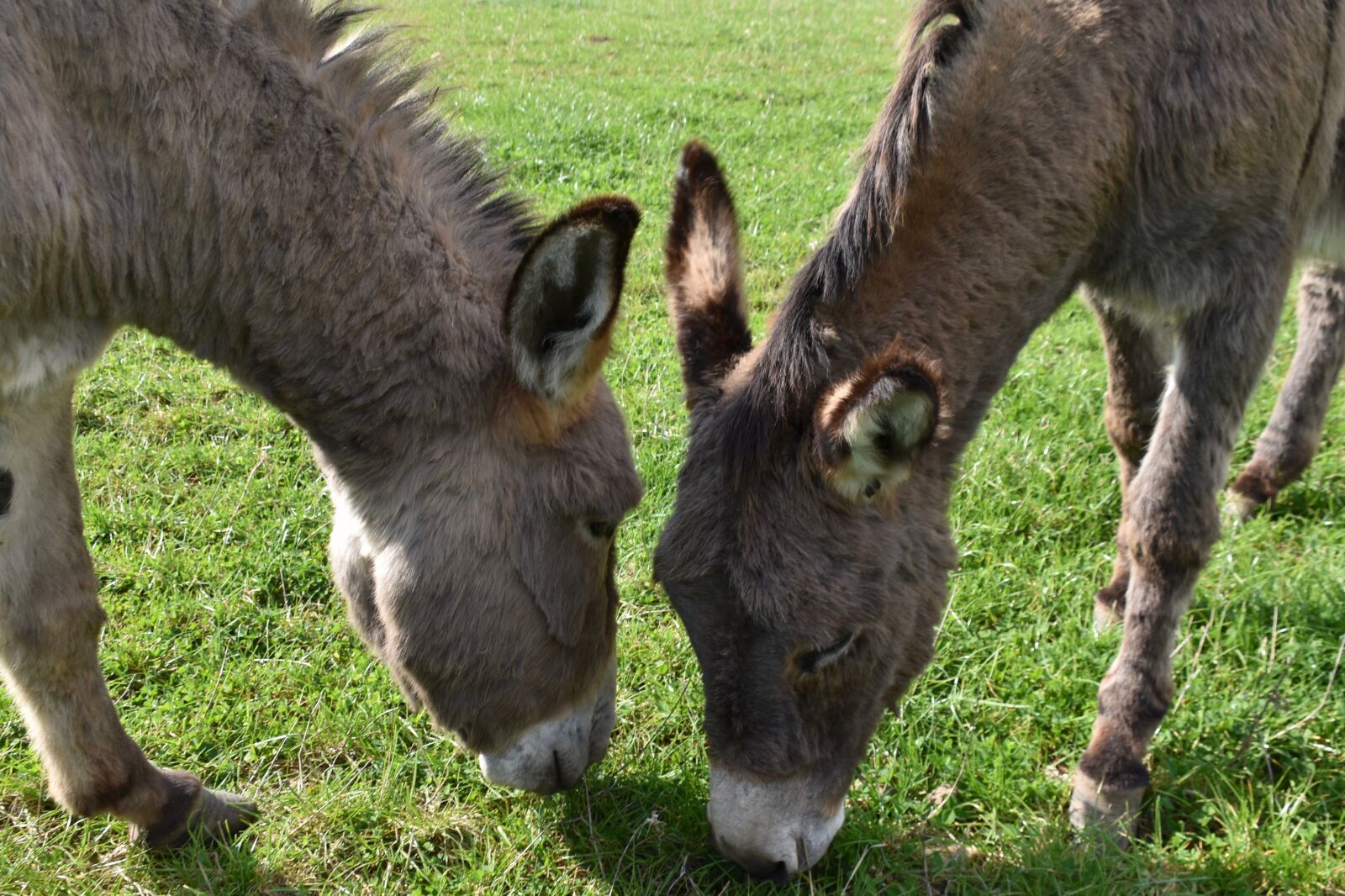 Nikon D5600 sample photo. Donkeys, equines, herbivores photography