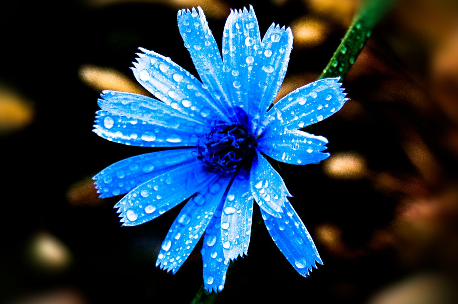 Nikon D300 + Tokina AT-X Pro 12-24mm F4 (IF) DX sample photo. Flower, nature, blue photography