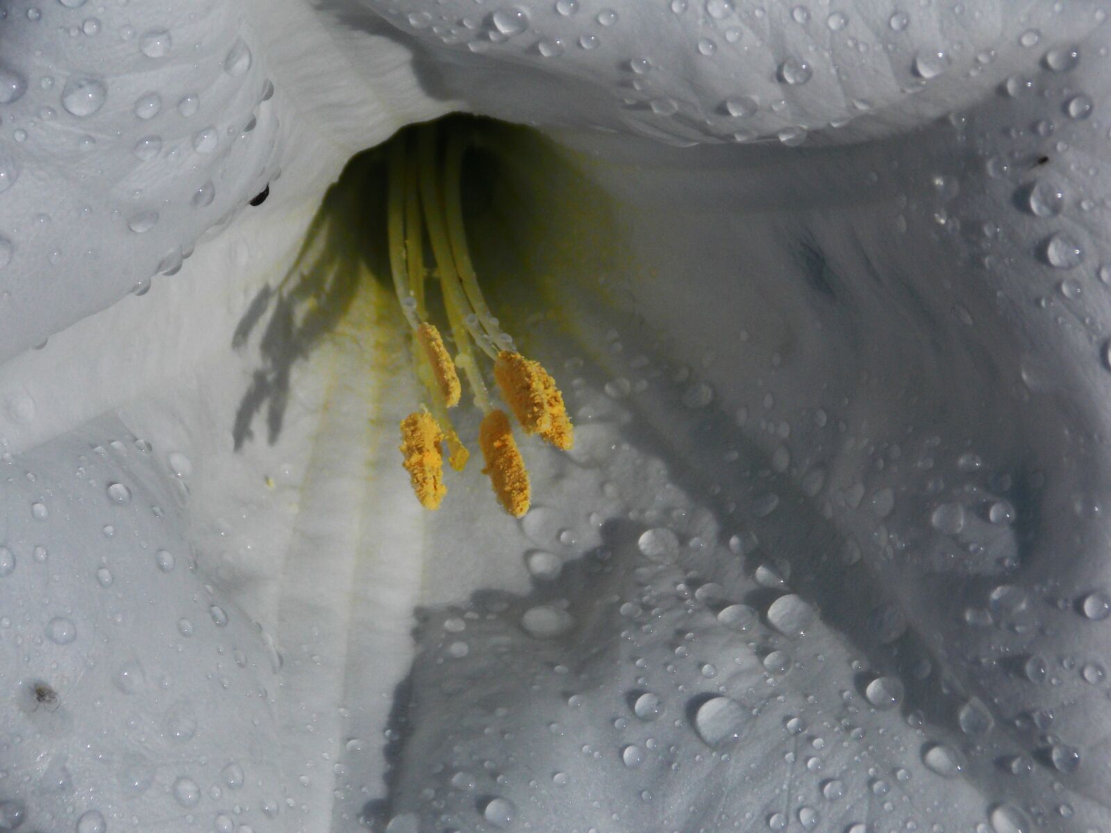 Nikon Coolpix L810 sample photo. Flower, dew, white photography