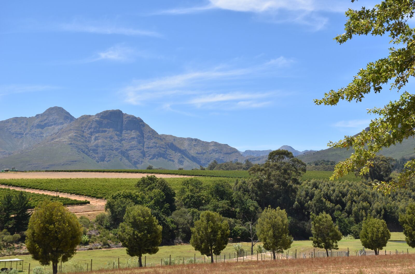 Nikon D5500 sample photo. Winelands, cape town, vineyard photography