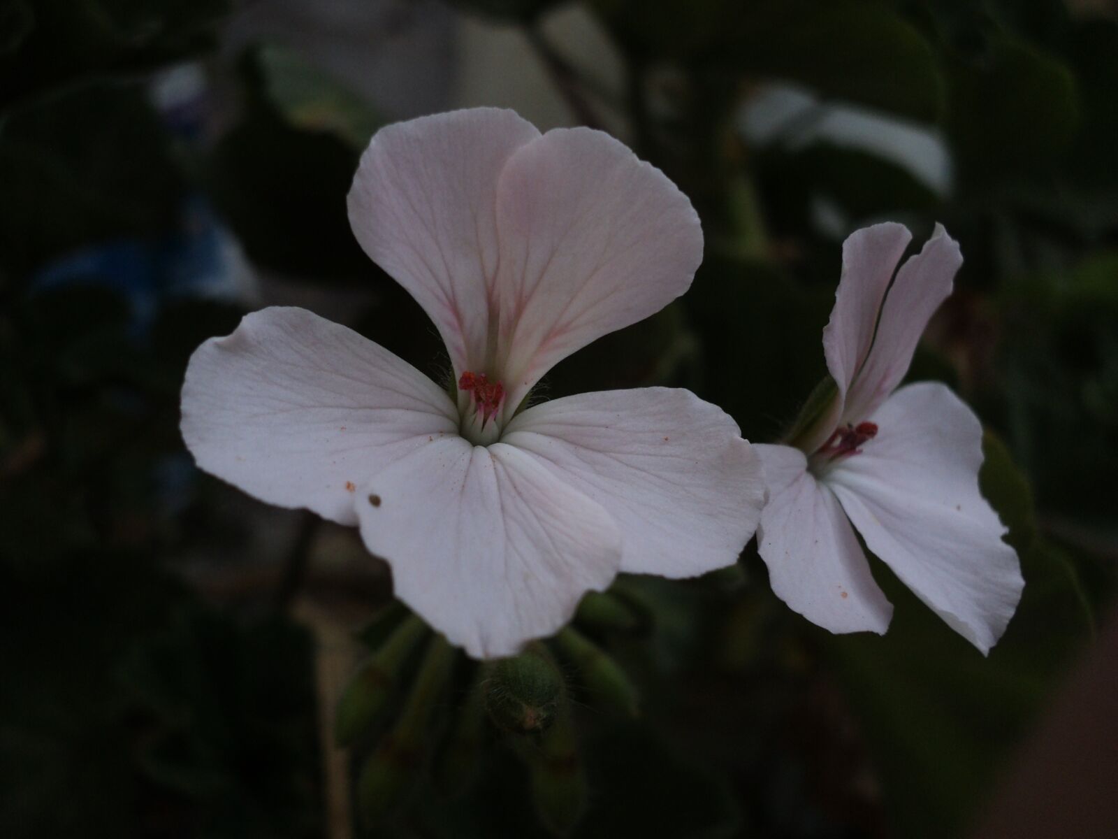 Sony DSC-S2000 sample photo. Flower, flowers, spring photography
