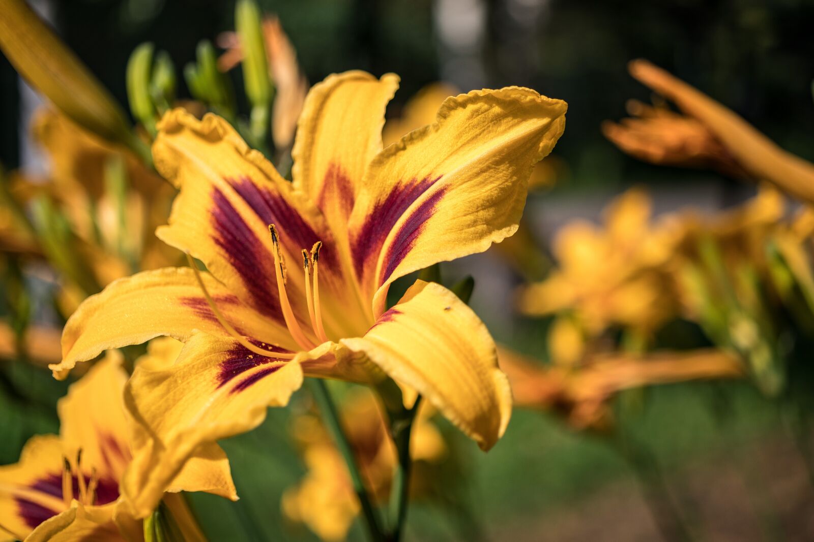 Canon EOS 80D sample photo. Flower, day-lily, petals photography