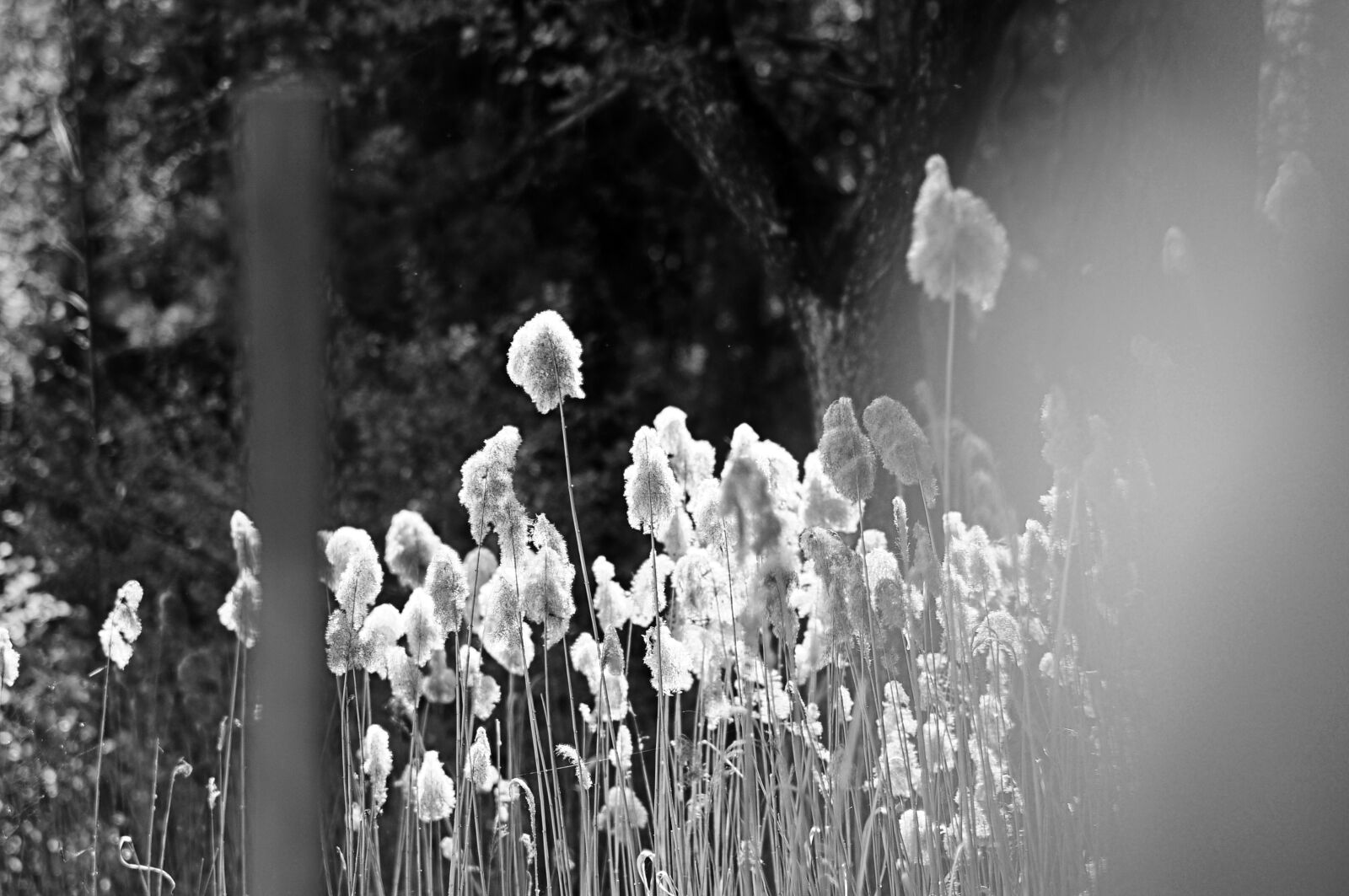 Nikon D300S sample photo