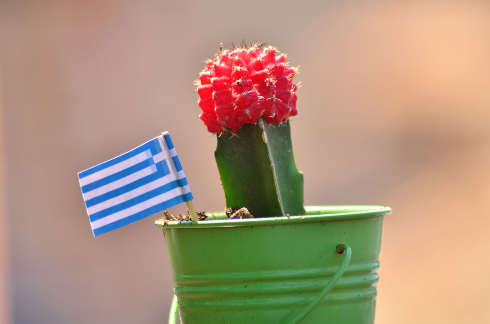 Nikon D7000 sample photo. Greece, crete, cactus photography