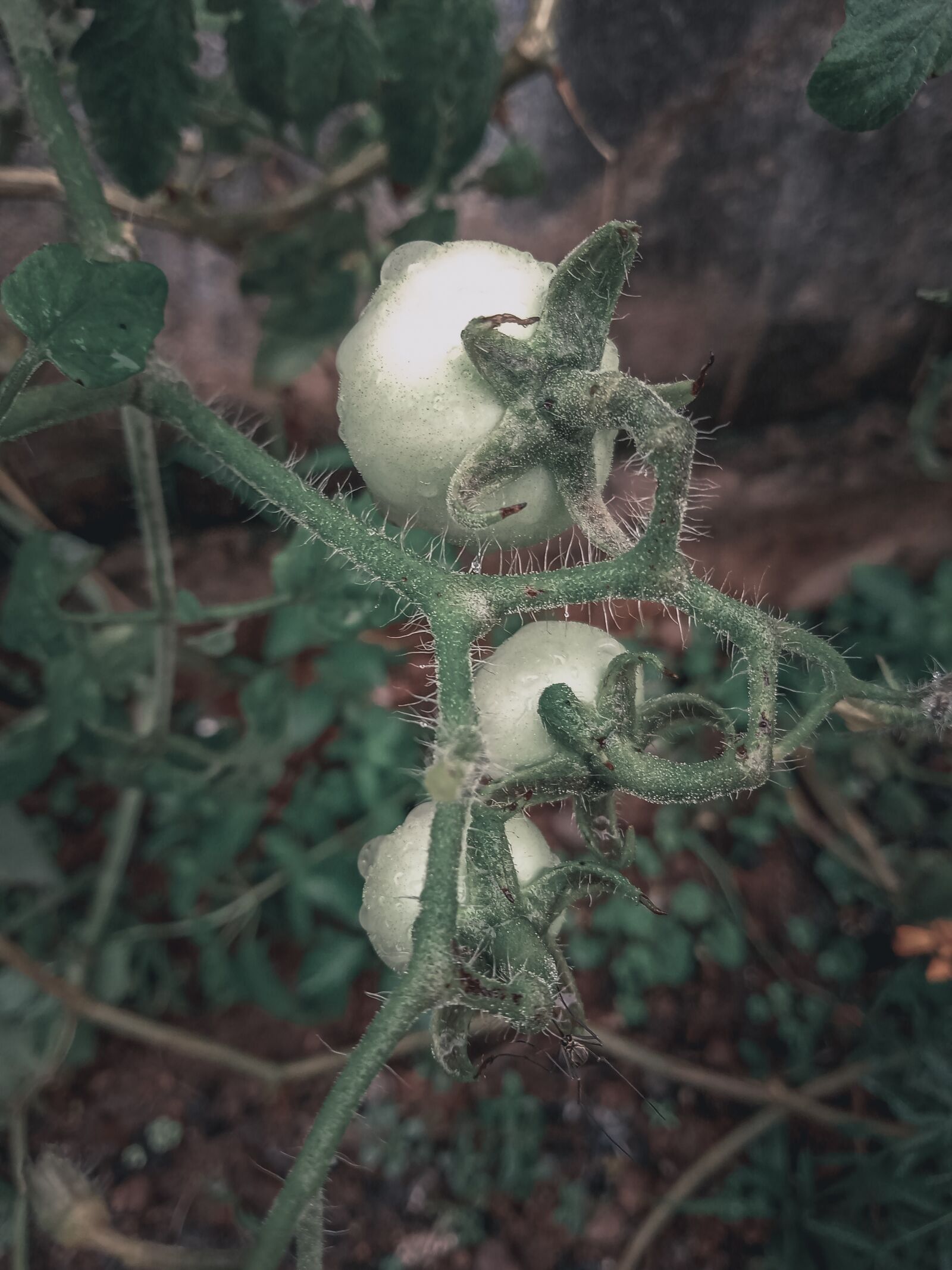Realme C2 sample photo. Tomato, tomato leaves, tomato photography